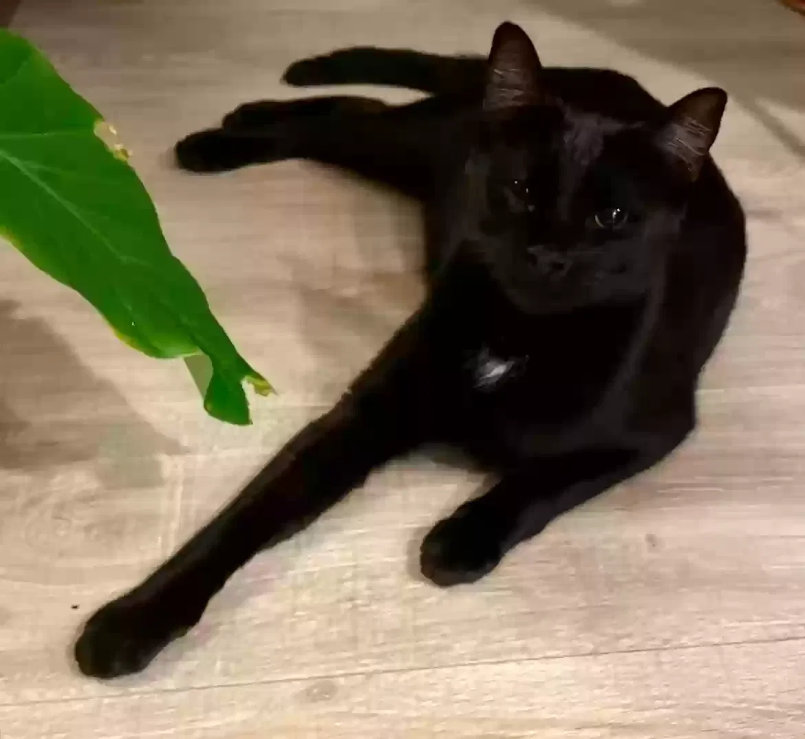 Lost cat in Mesa, AZ, 85204