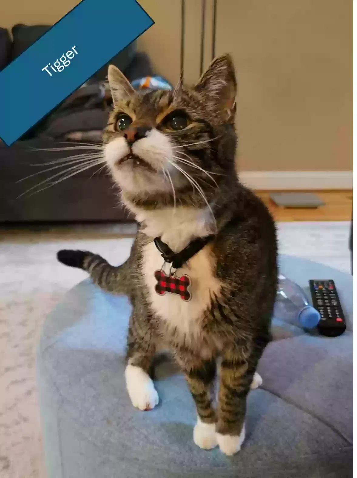 Lost cat in Chapel Hill, NC, 27517