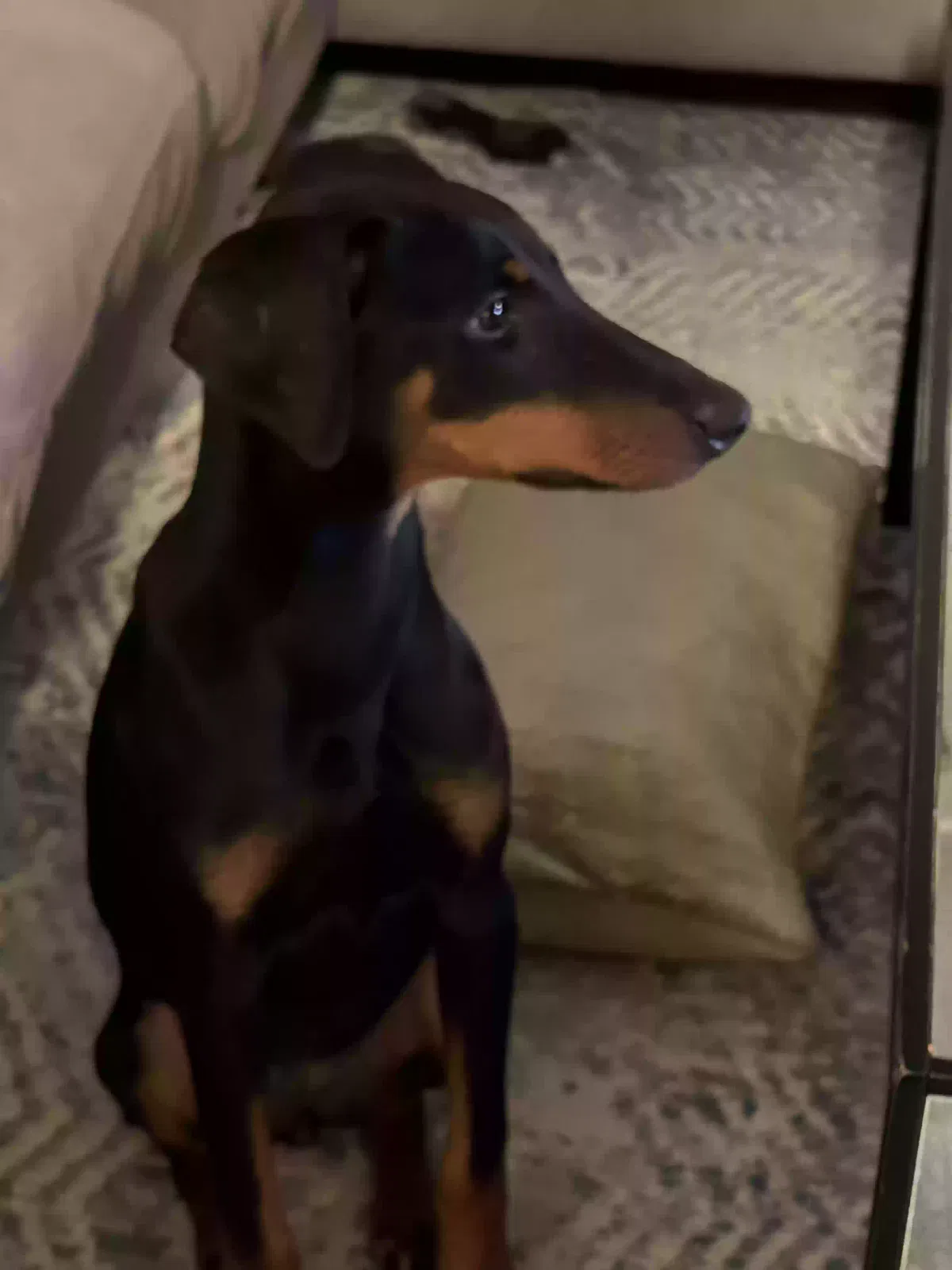 Found dog in Ontario, CA, 91761