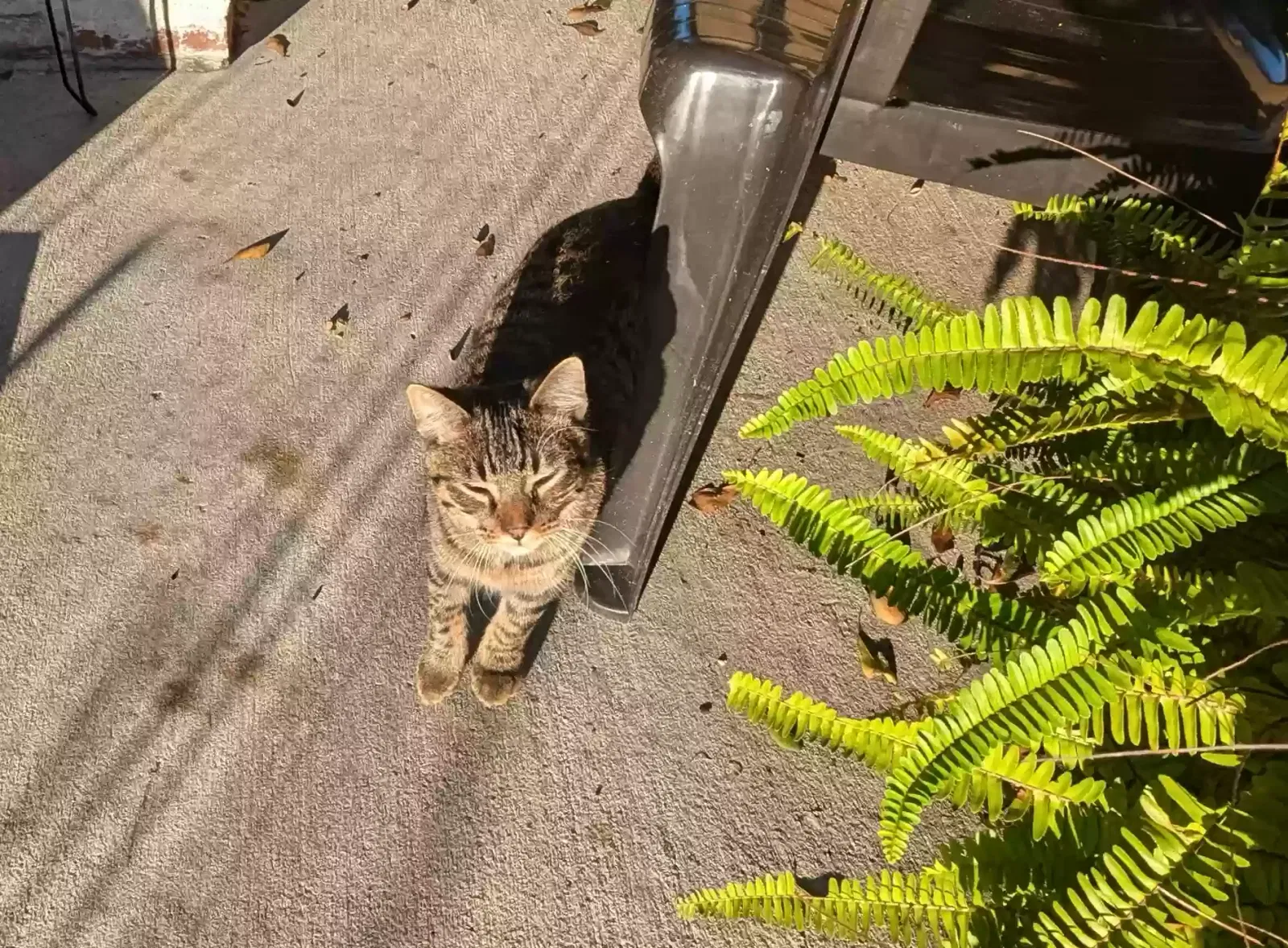 Found cat in Metairie, LA, 70001