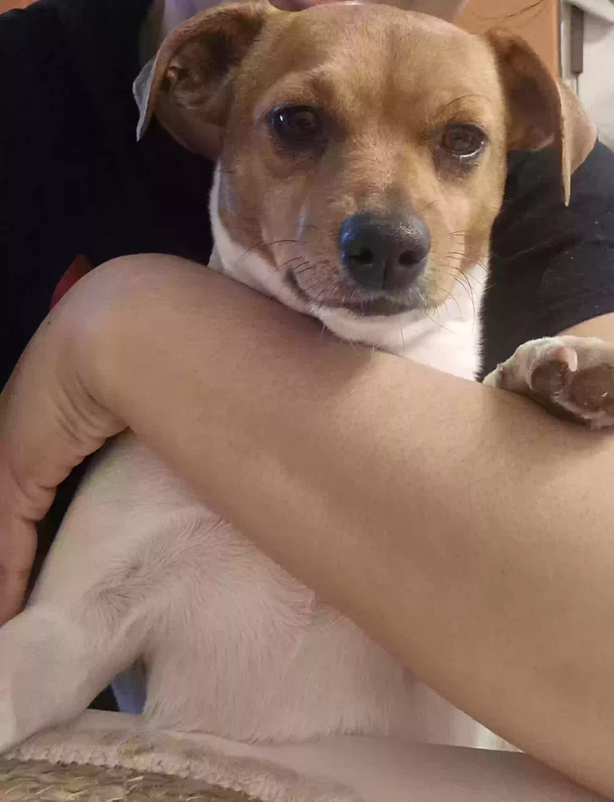 Lost dog in Elizabeth, NJ, 7202