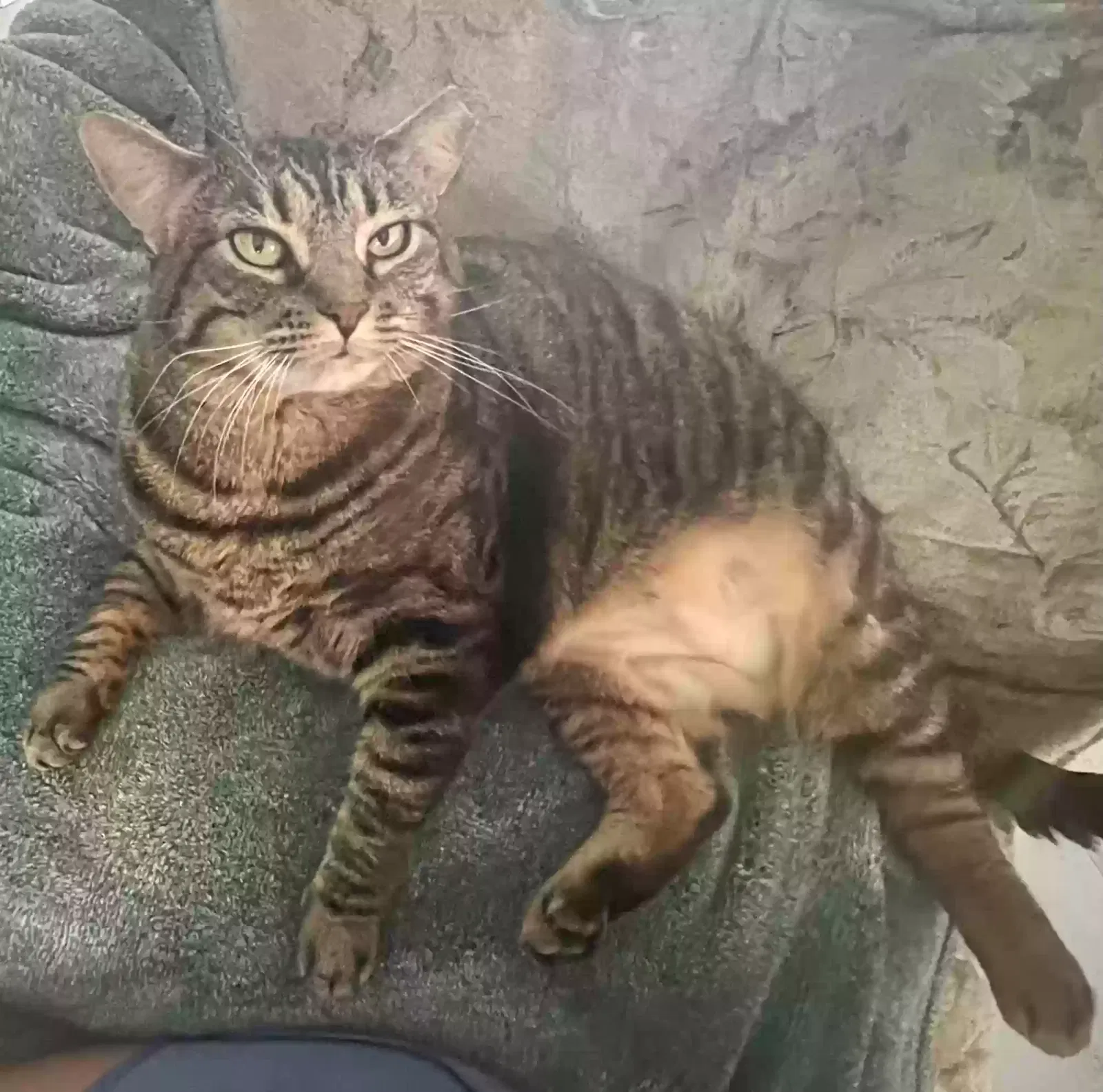 Lost cat in Loxahatchee, FL, 33470