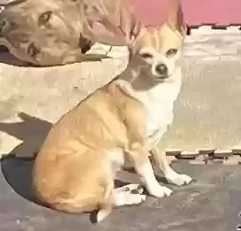 Lost dog in New Port Richey, FL, 34652