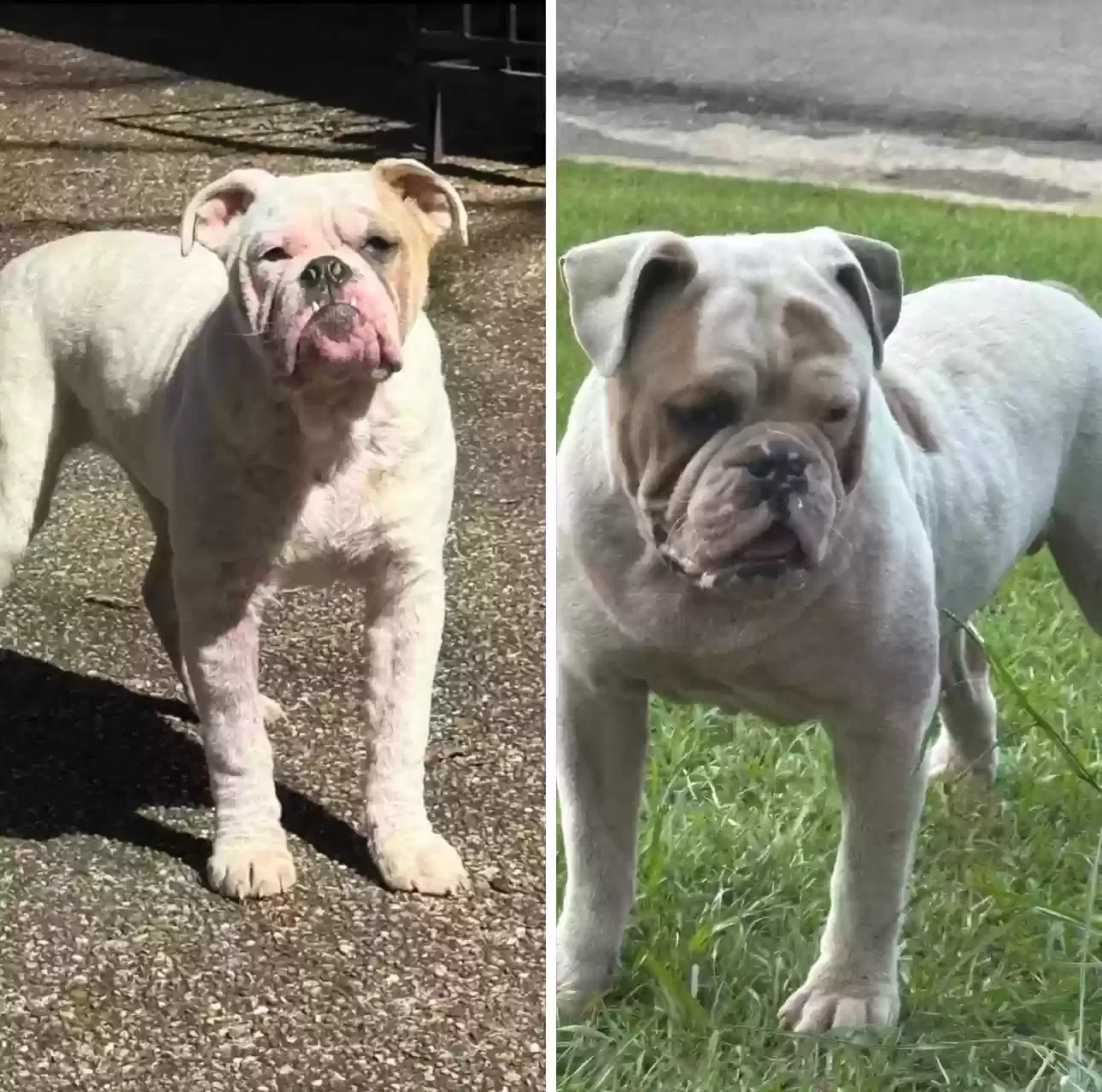 Lost dog in Birmingham, AL, 35215