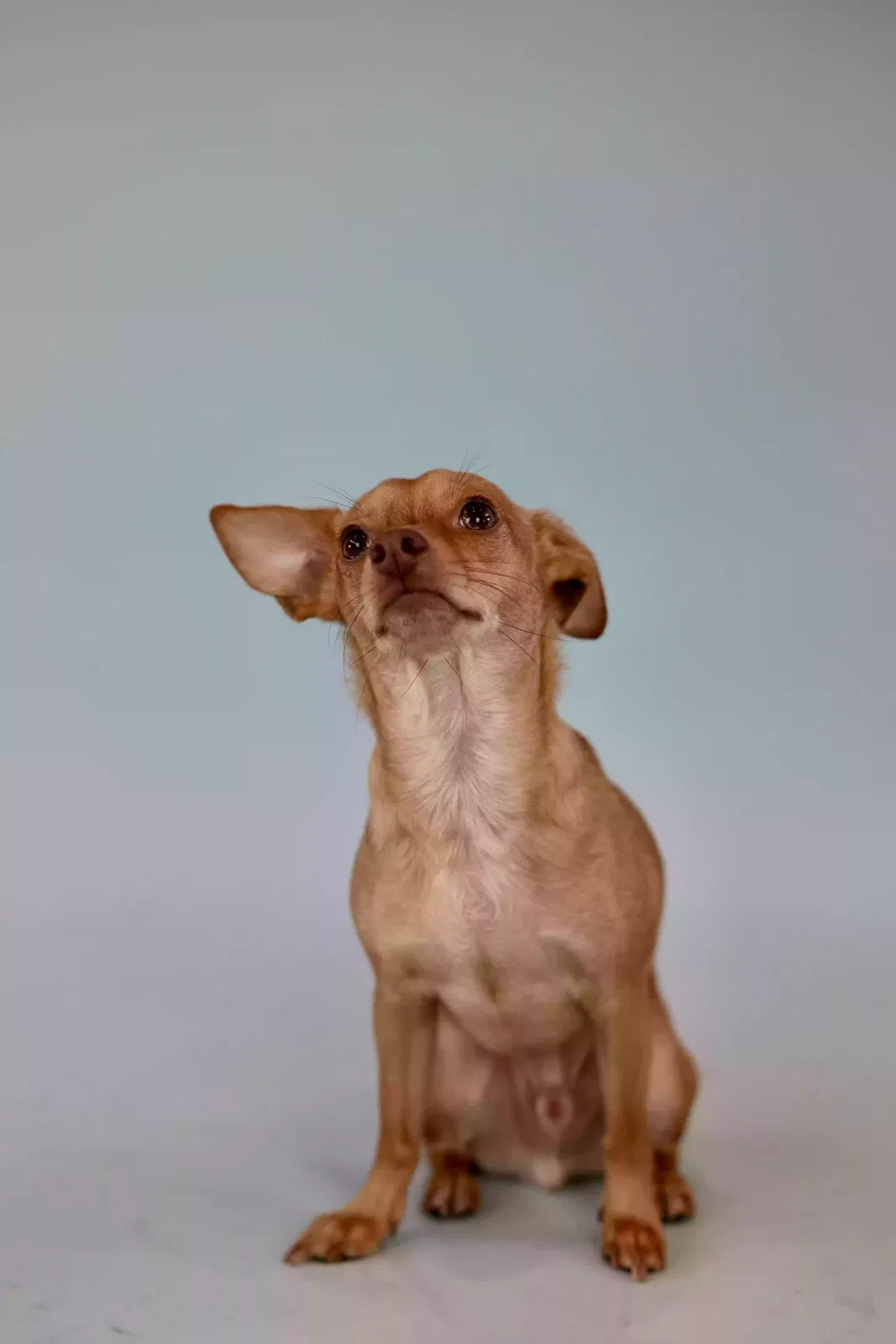 Lost dog in Dallas, TX, 75219