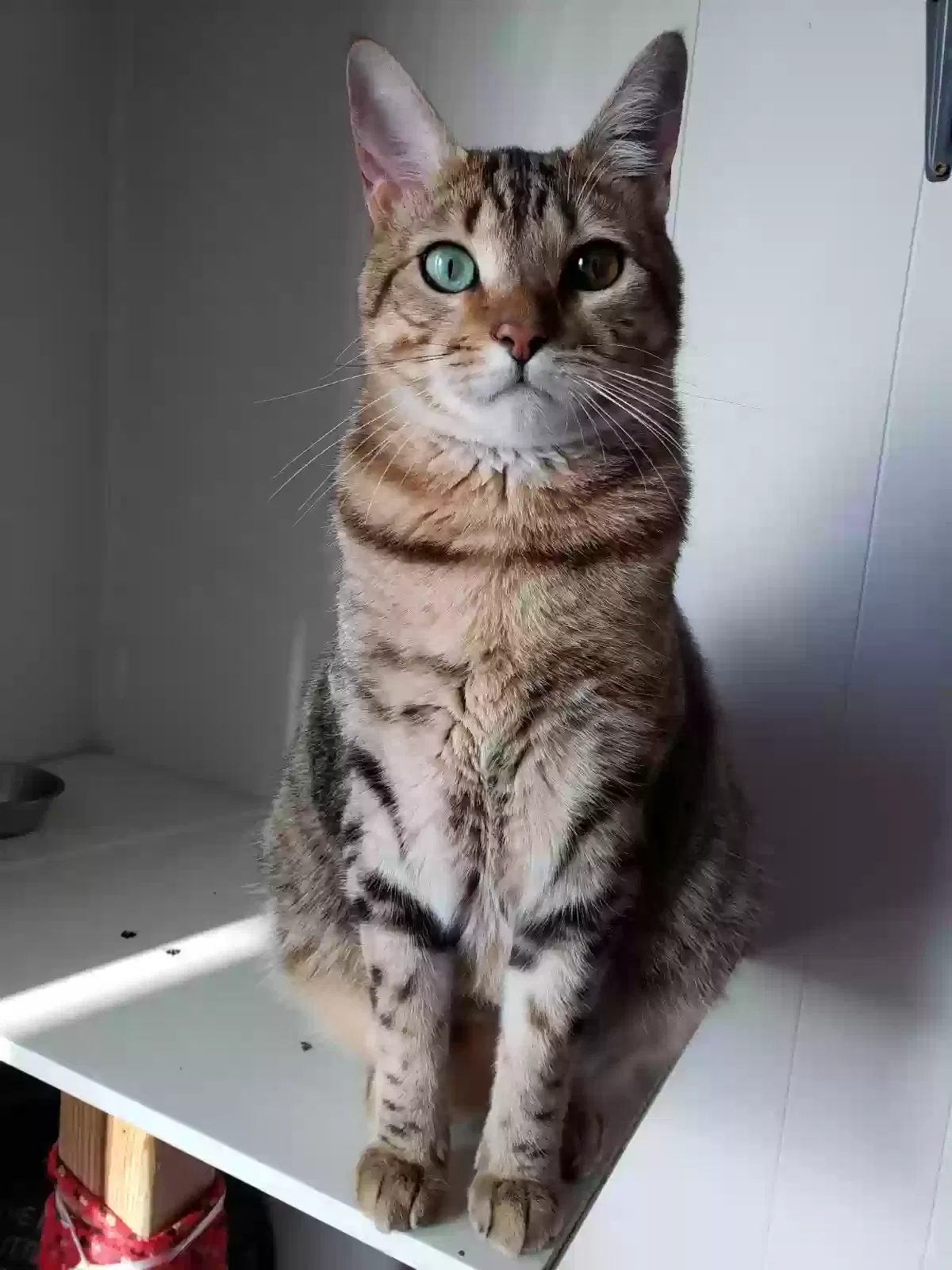Lost cat in San Francisco, CA, 94116