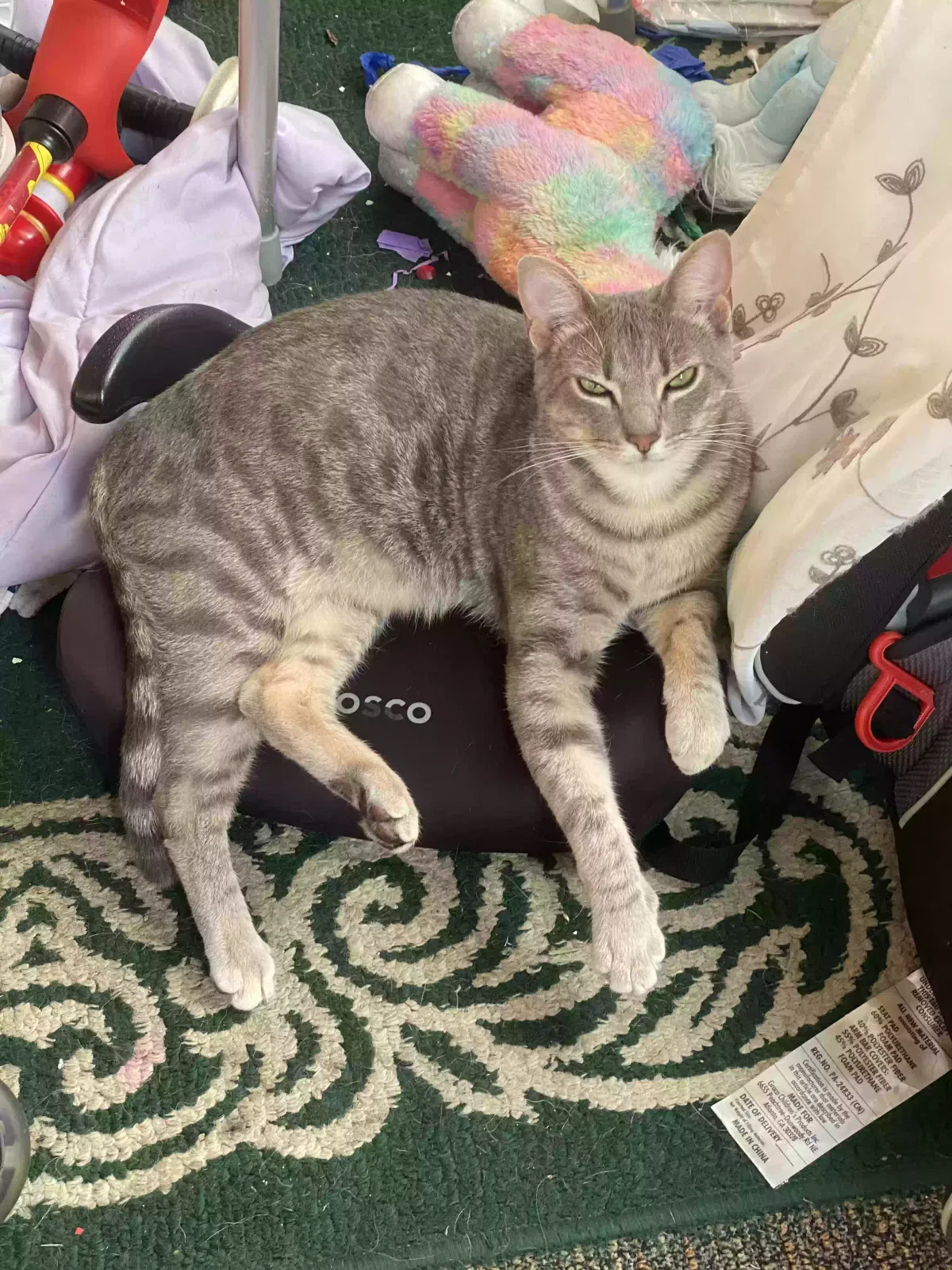 Lost cat in Essington, PA, 19029