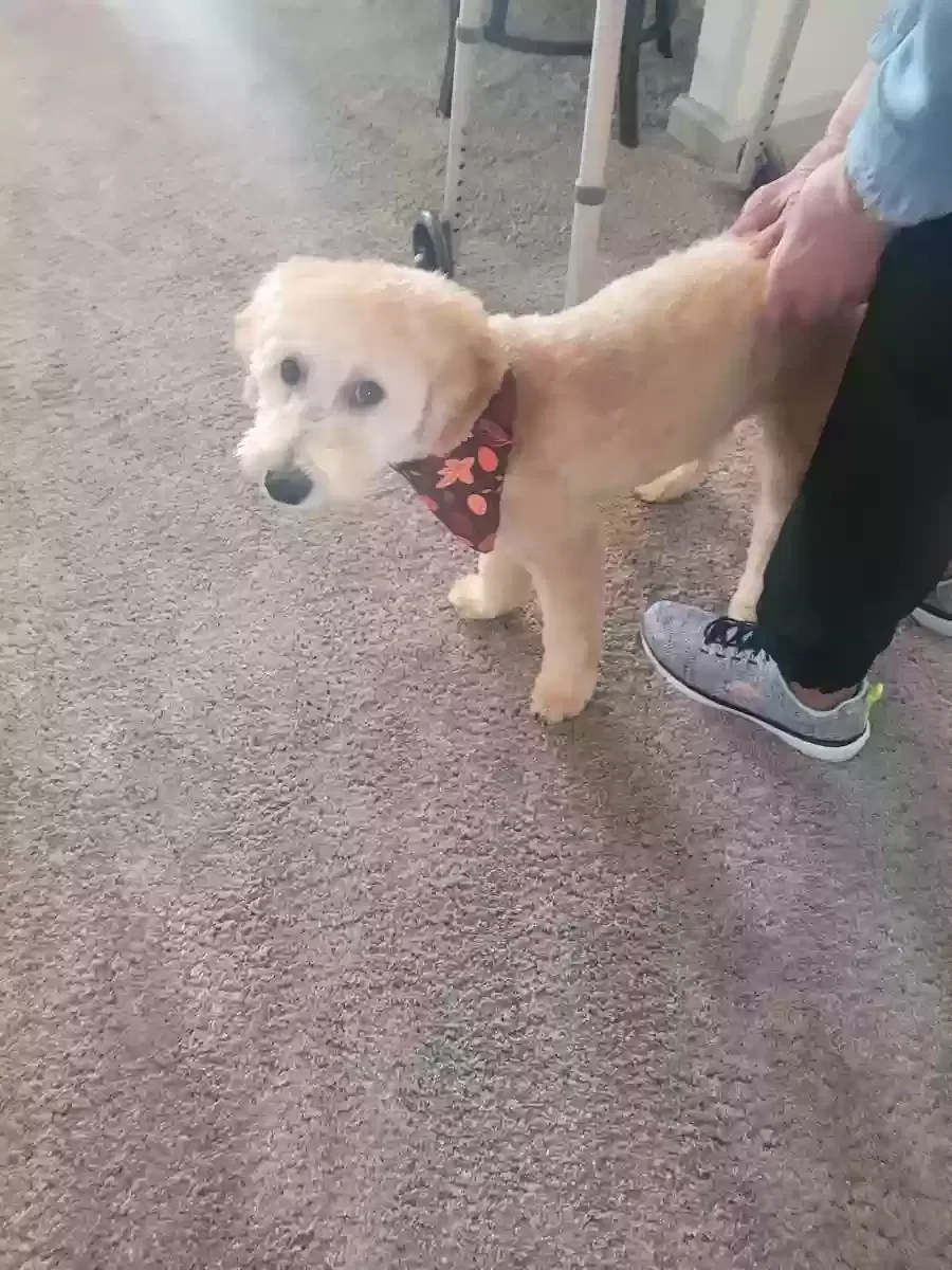 Lost dog in Waldorf, MD, 20603