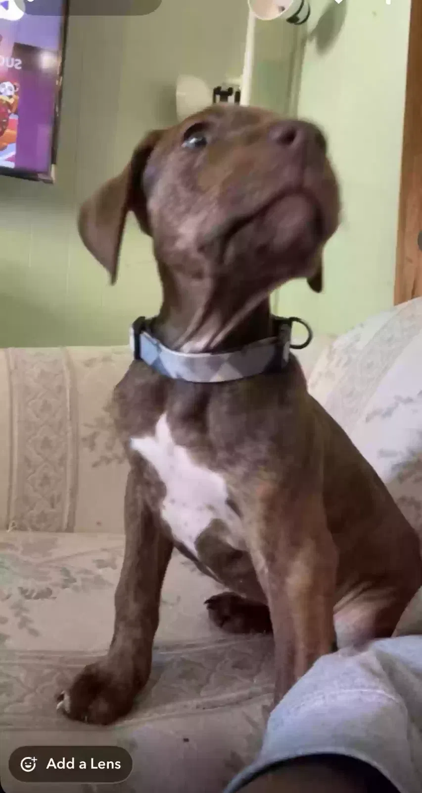 Lost dog in Janesville, WI, 53546
