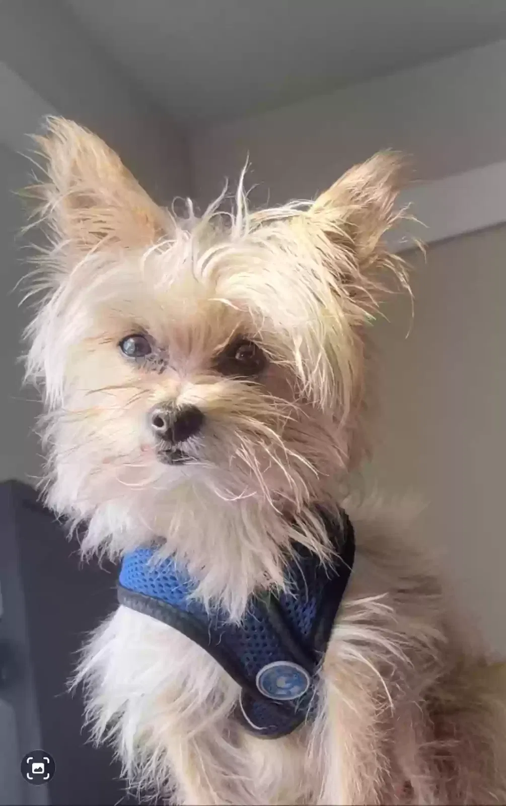 Lost dog in Pomona, CA, 91766