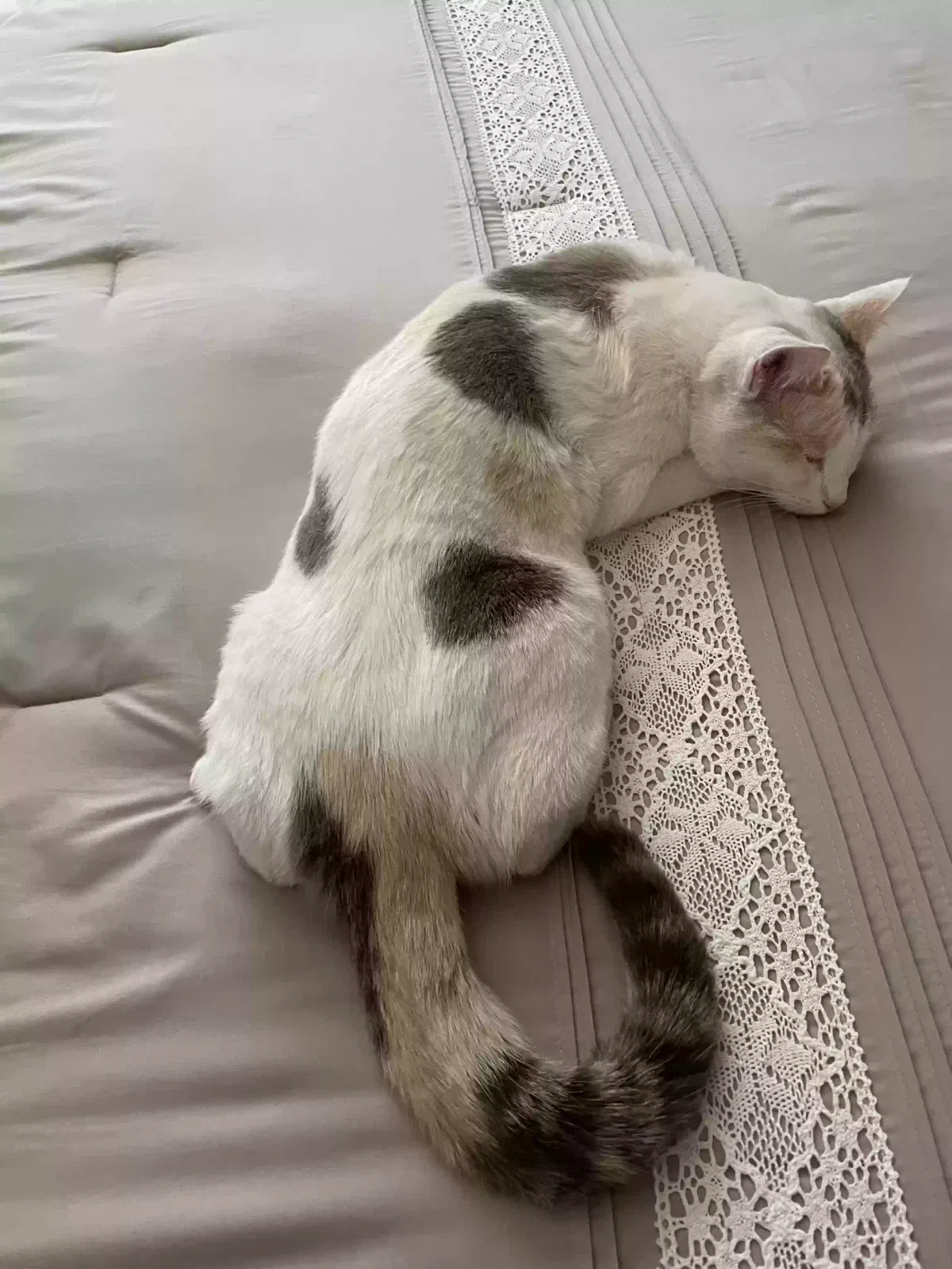 Lost cat in Albuquerque, NM, 87120