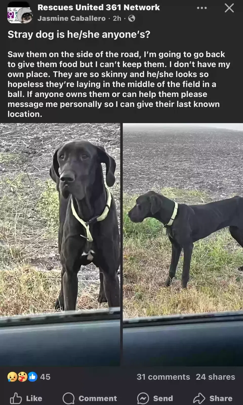 Lost dog in Corpus Christi, TX, 78412