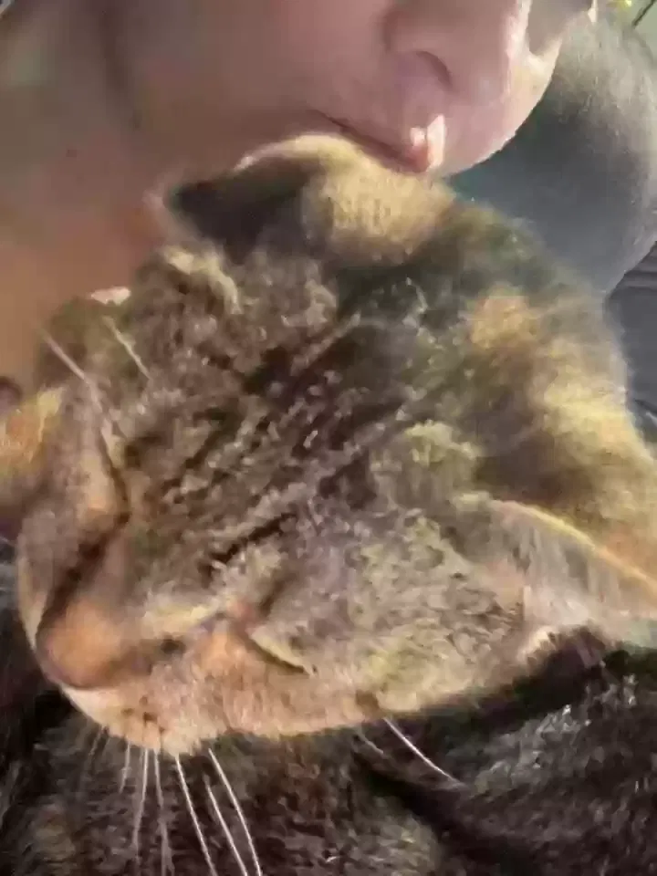 Lost cat in Muncie, IN, 47303