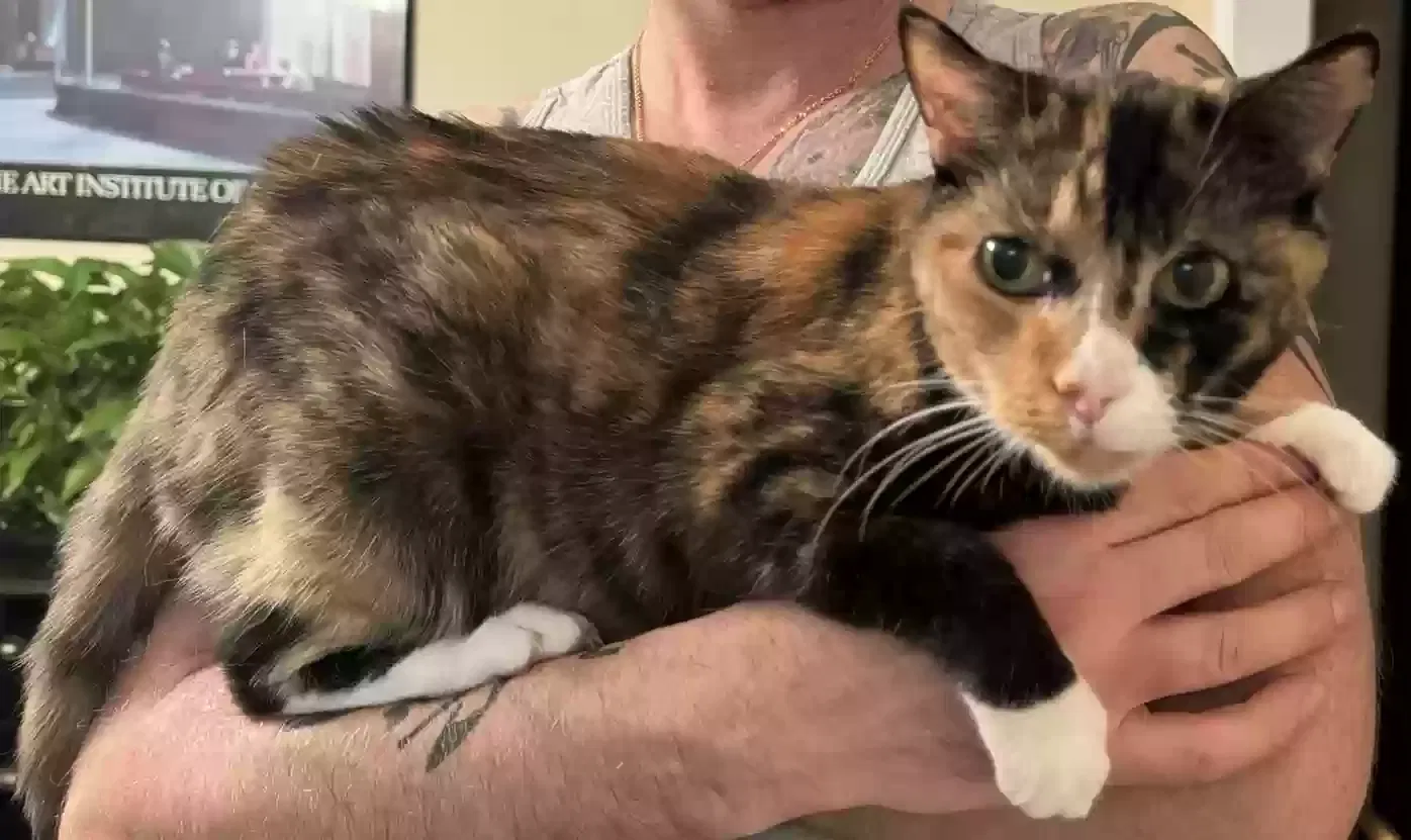 Lost cat in Lebanon, TN, 37087