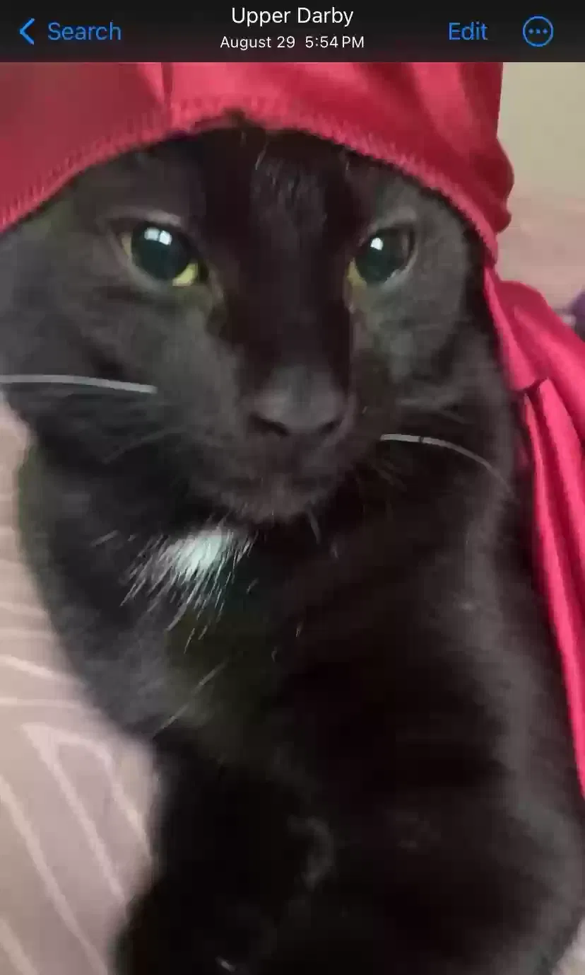 Lost cat in Upper Darby, PA, 19082