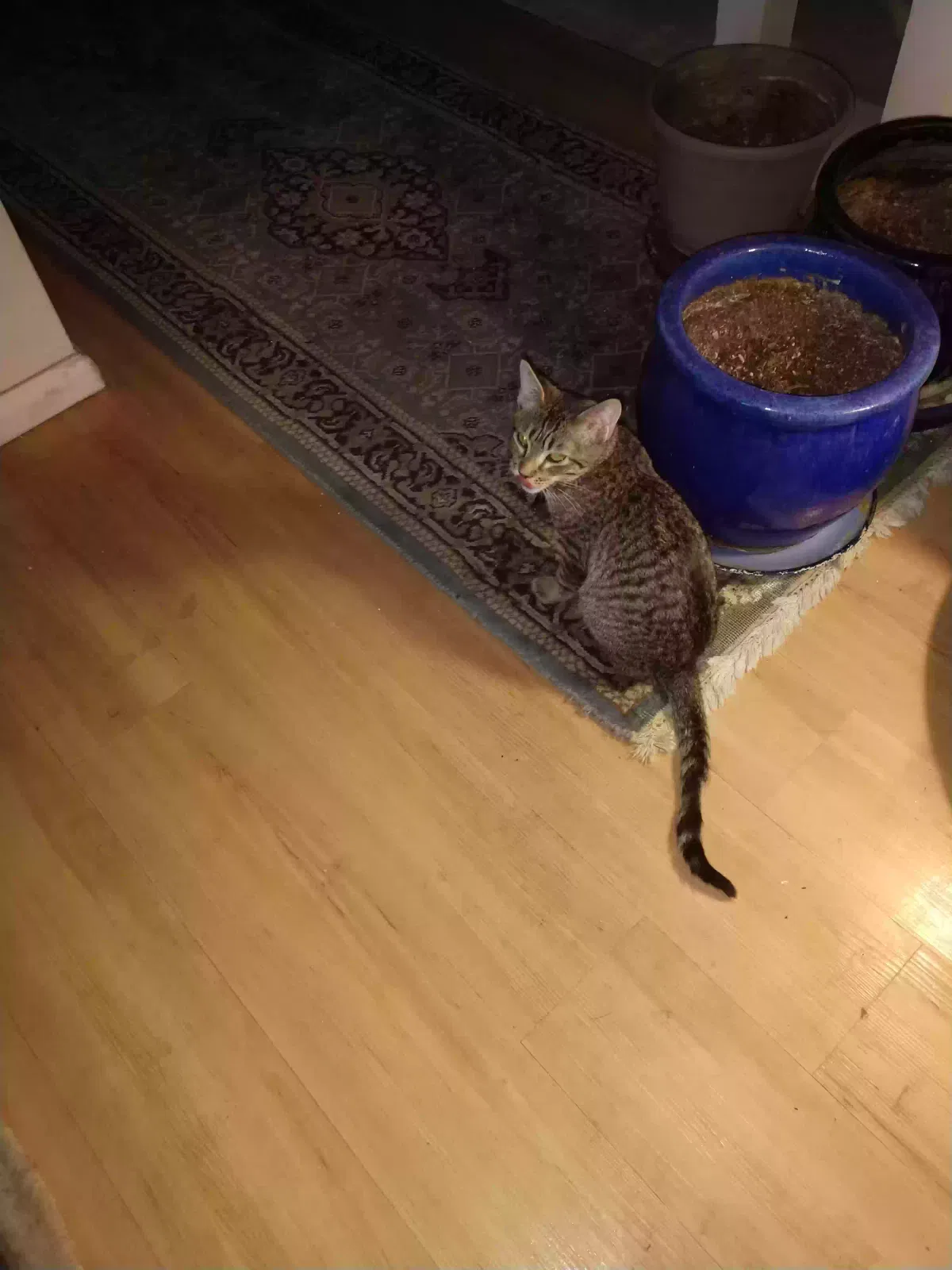 Lost cat in Albuquerque, NM, 87122