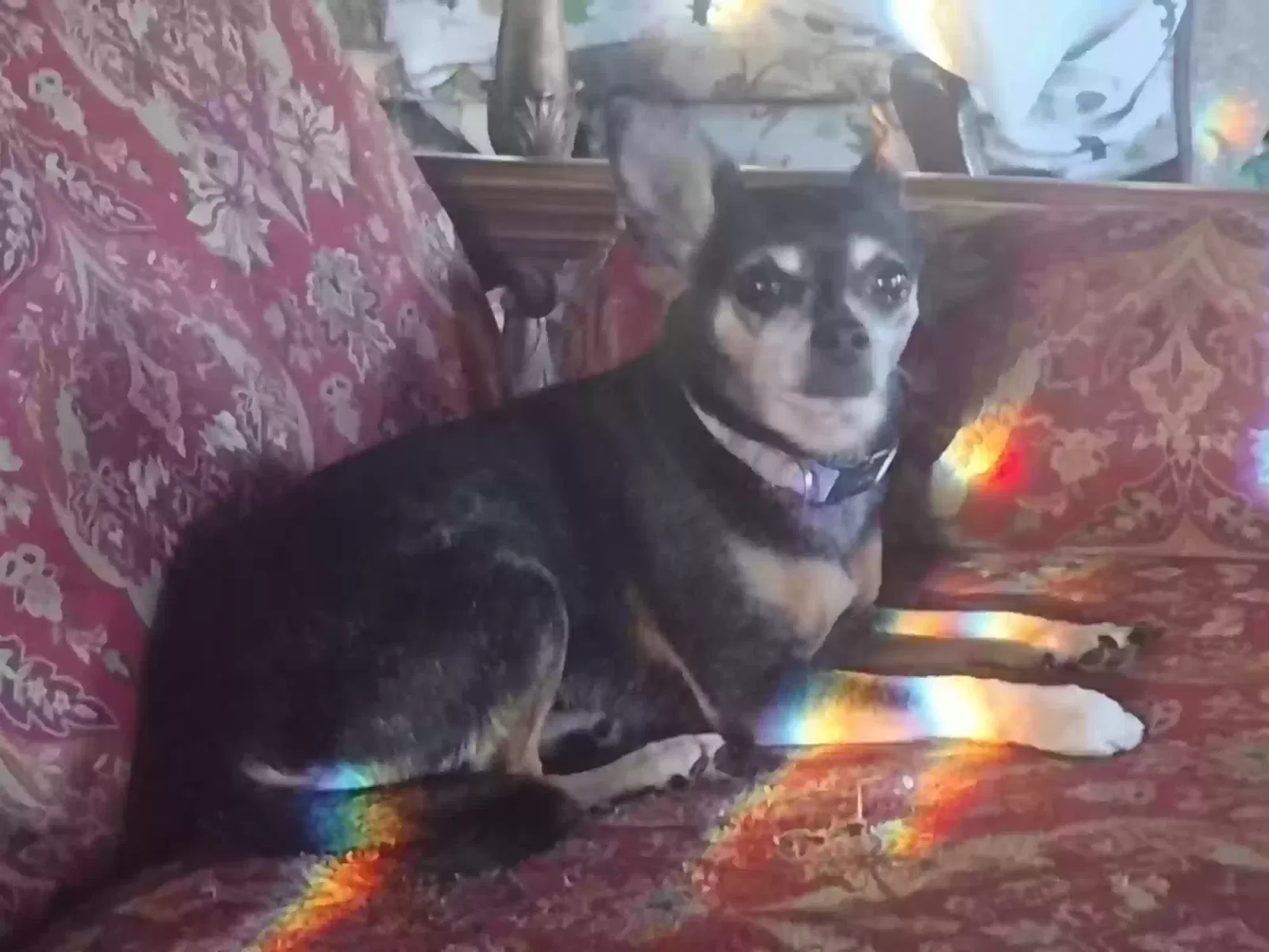 Lost dog in Flora, MS, 39071