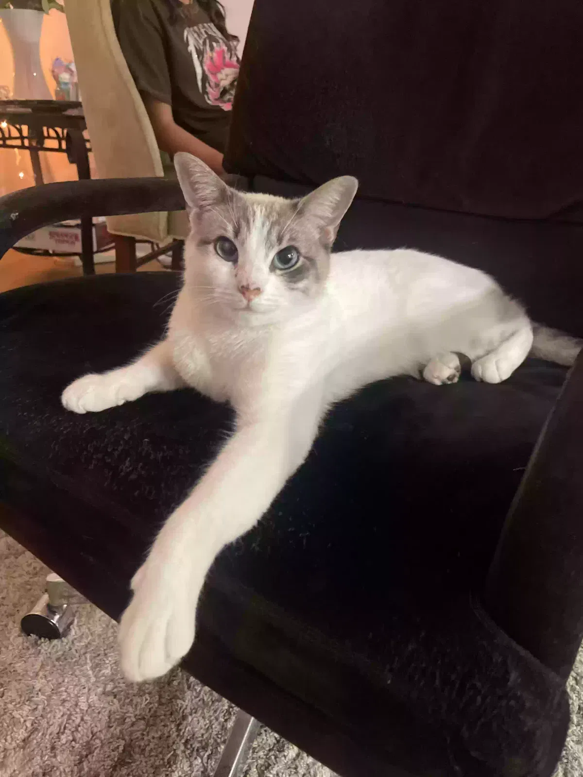 Lost cat in San Diego, CA, 92128