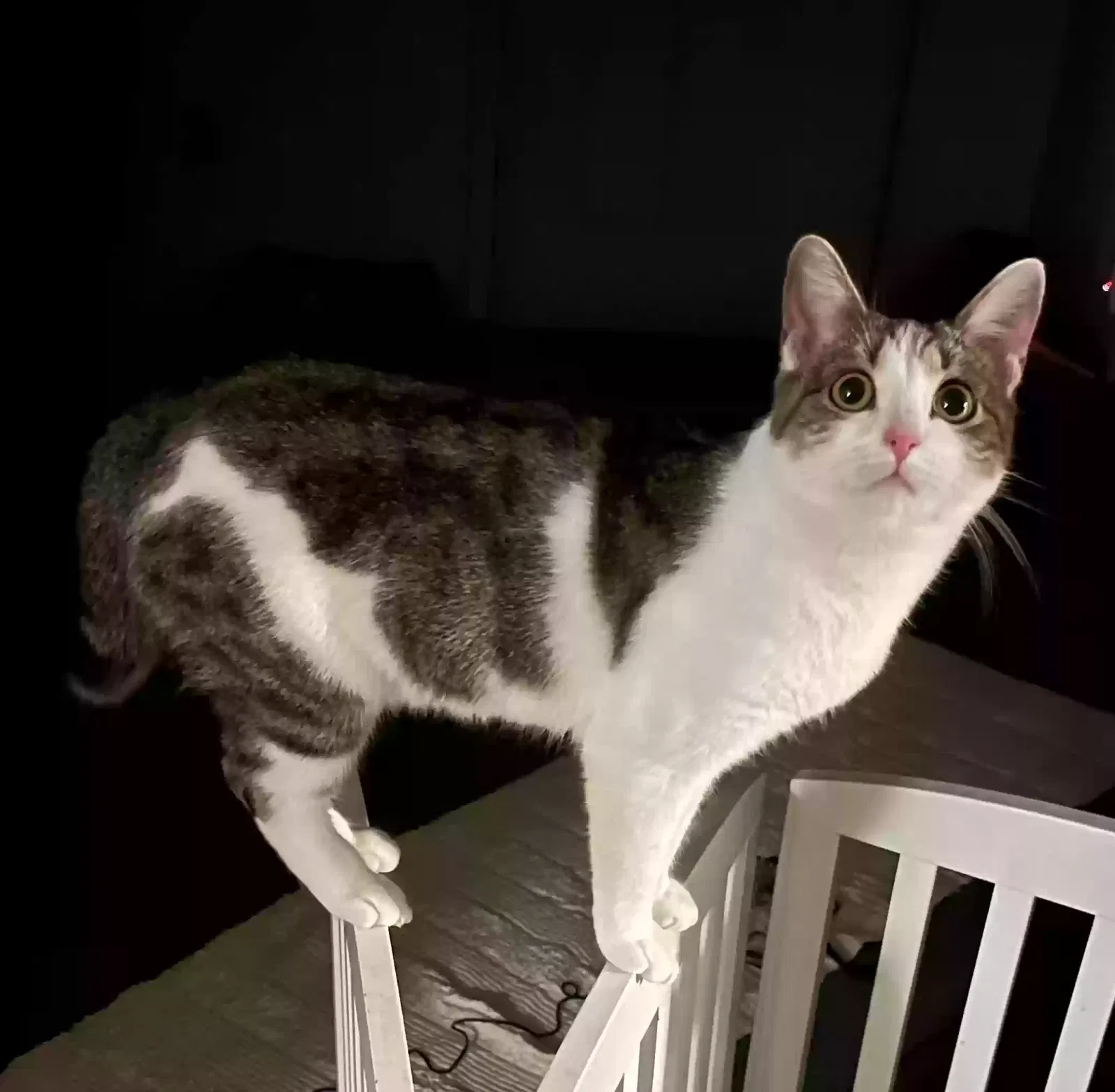 Lost cat in Centreville, MD, 21617