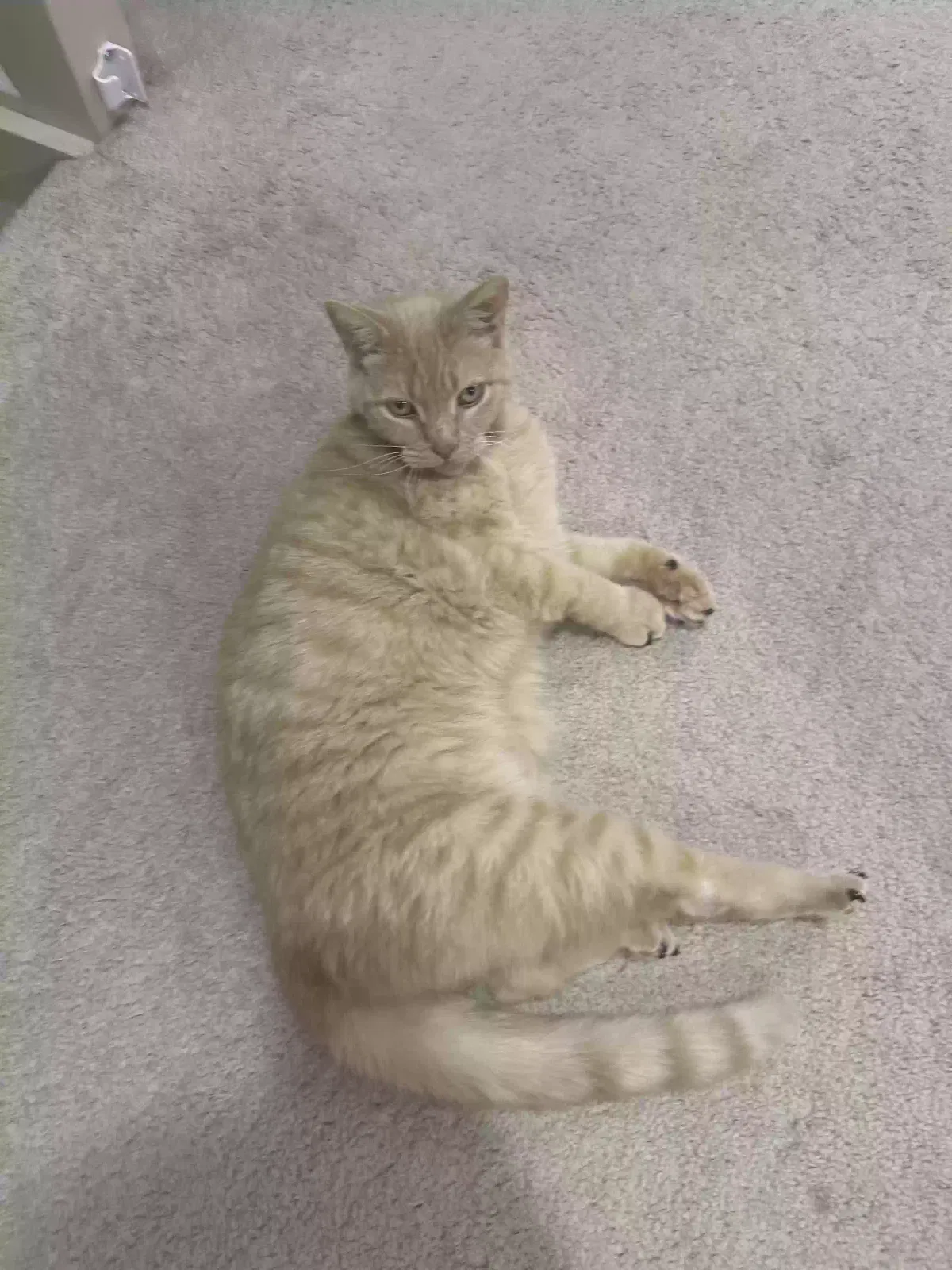 Lost cat in Green Bay, WI, 54304