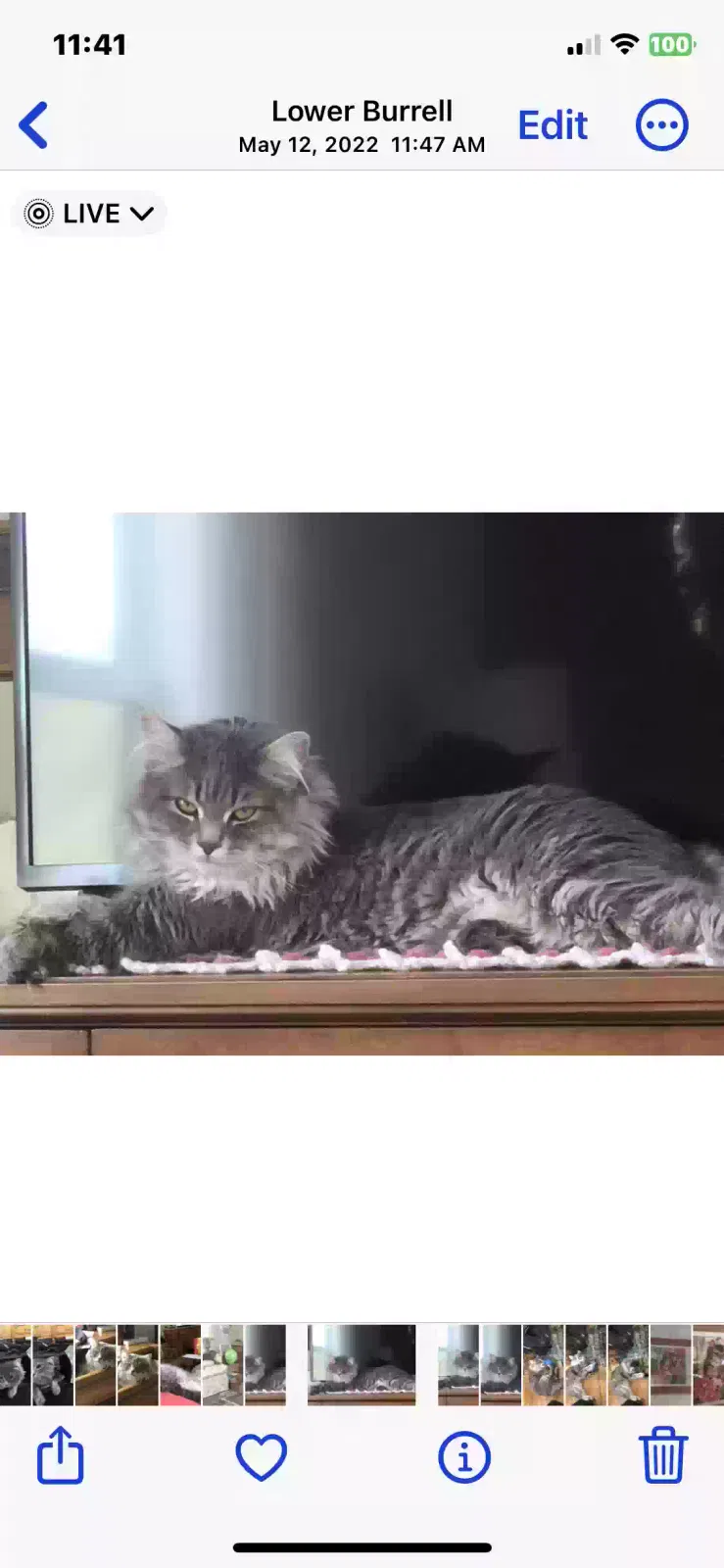 Lost cat in Thomasville, NC, 27360