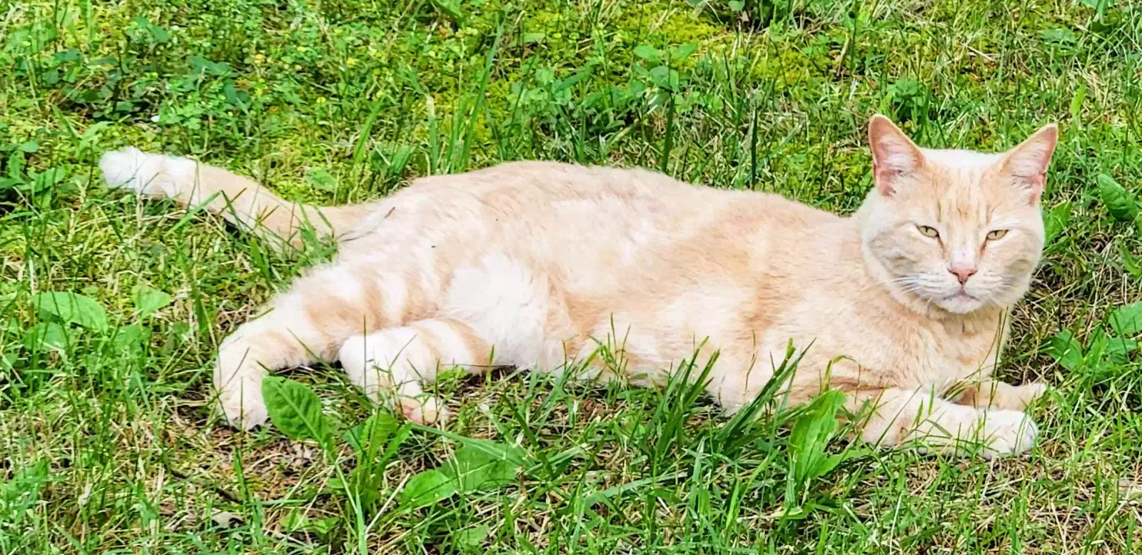 Lost cat in Buffalo, MO, 65622