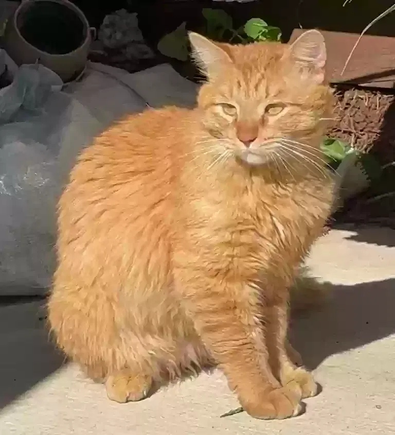 Lost cat in Folsom, CA, 95630