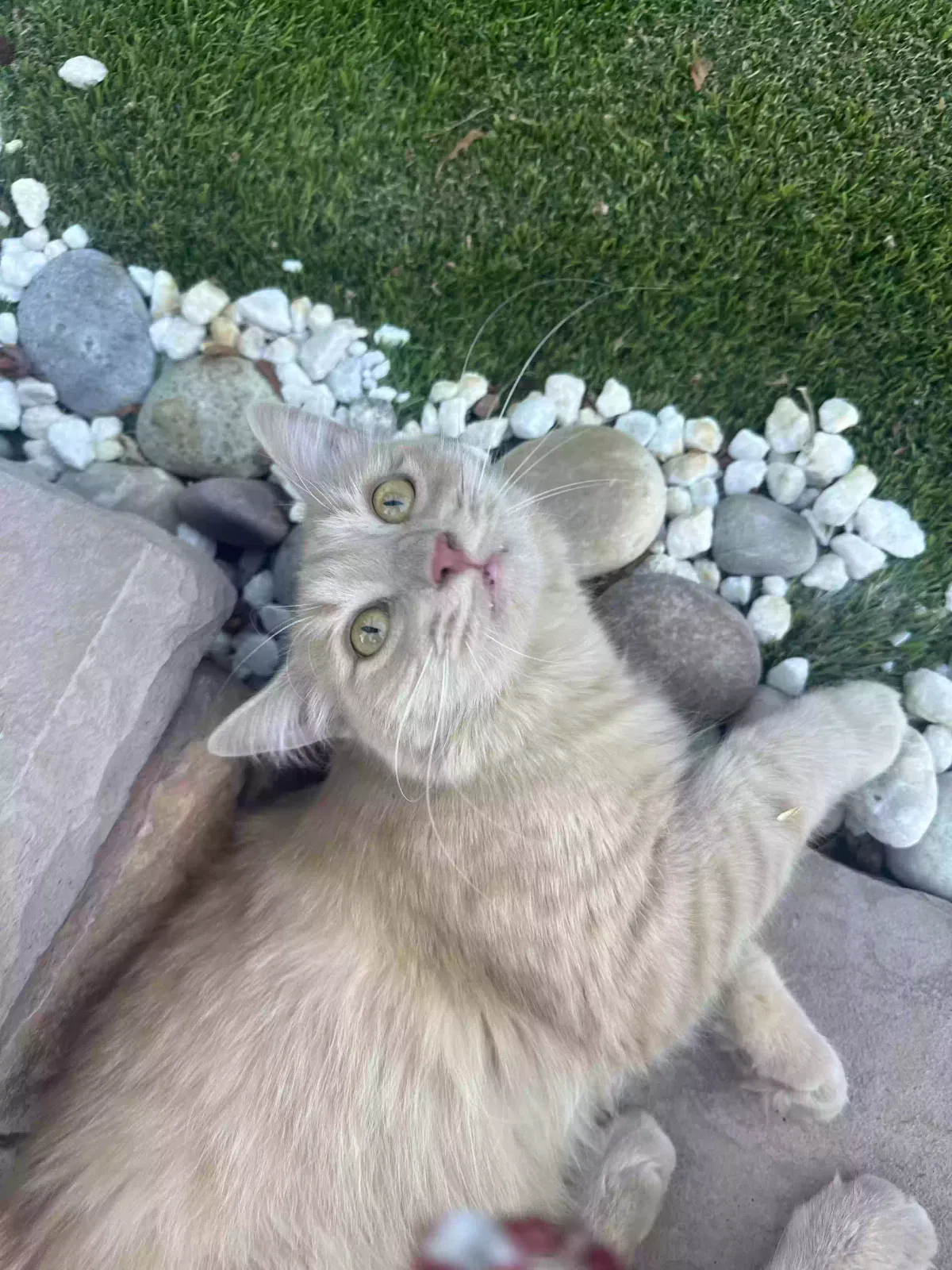 Lost cat in Folsom, CA, 95630