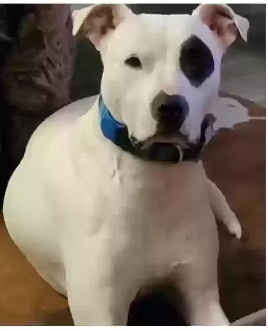 Lost dog in Anna, TX, 75409
