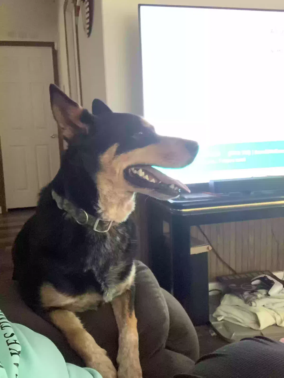 Lost dog in Millington, TN, 38053
