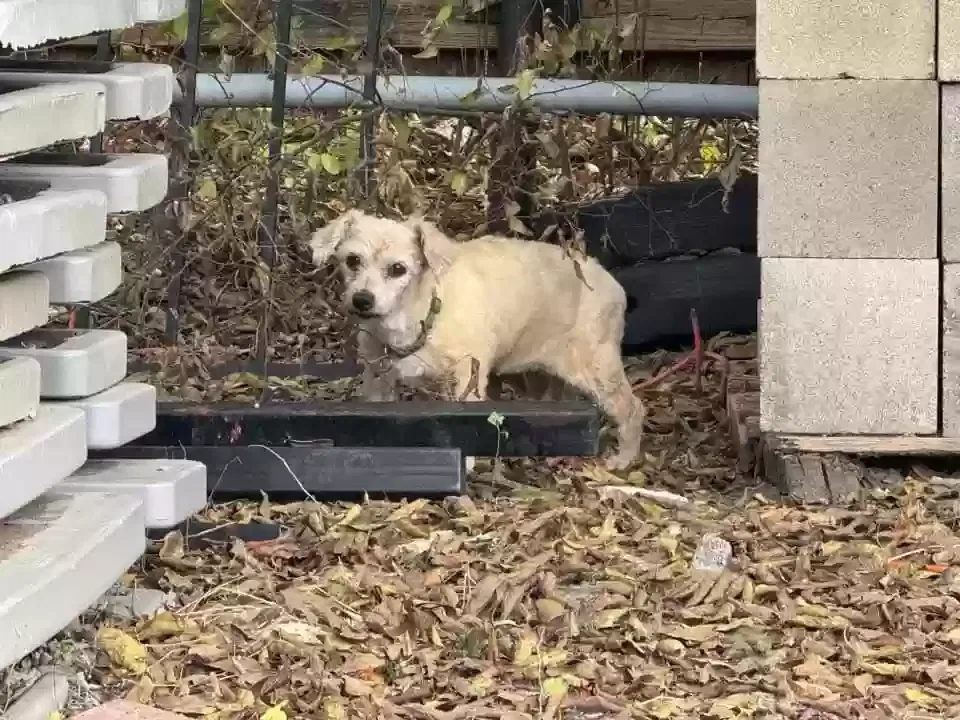 Lost dog in New Braunfels, TX, 78130