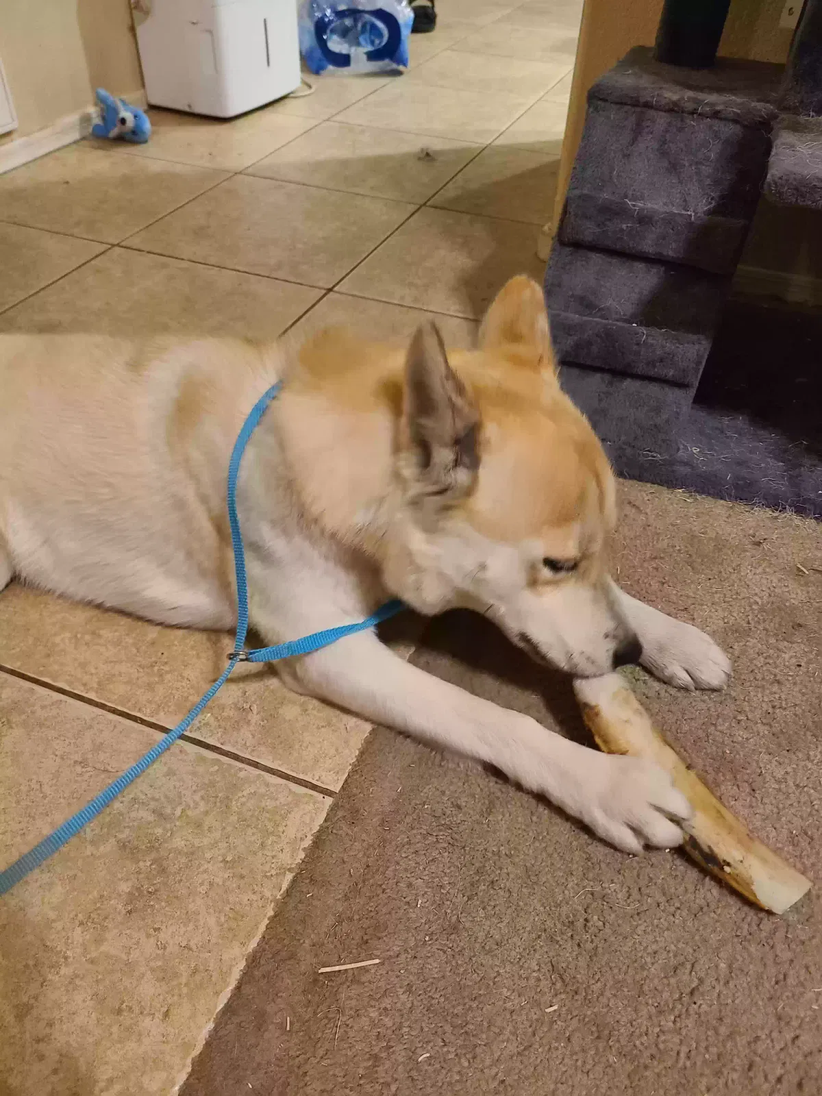 Found dog in Youngtown, AZ, 85363