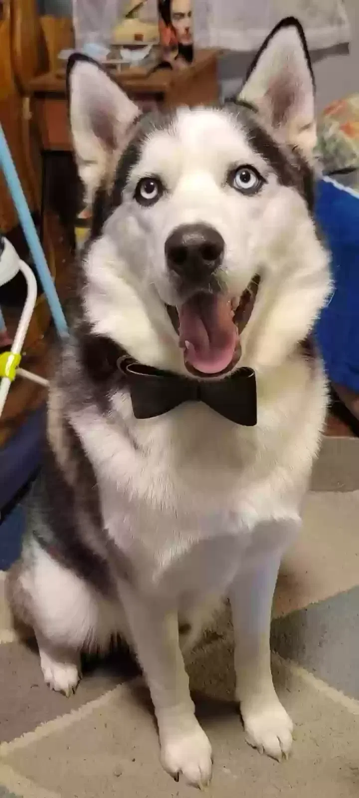 Lost dog in Vancouver, WA, 98682