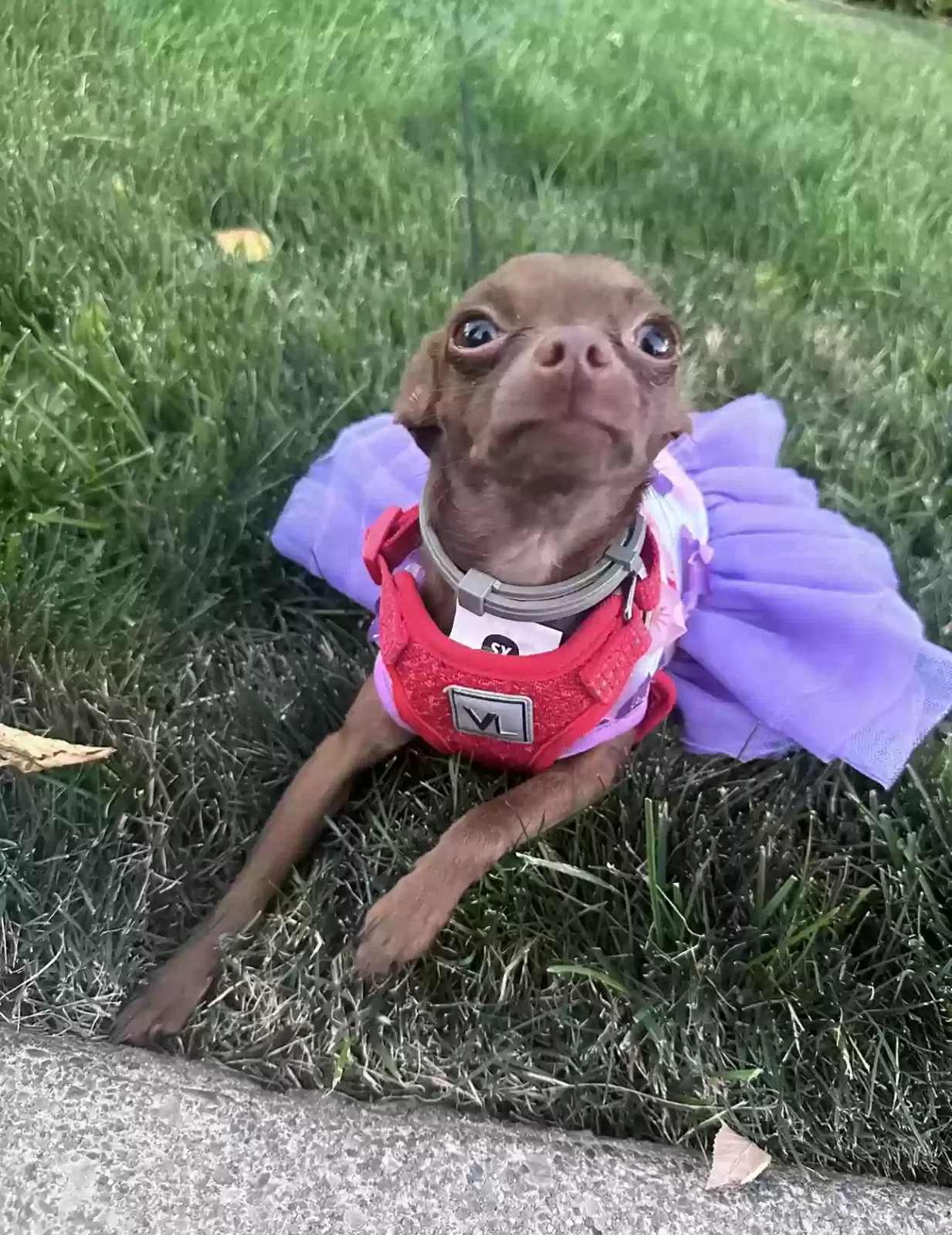 Lost dog in Concord, CA, 94520