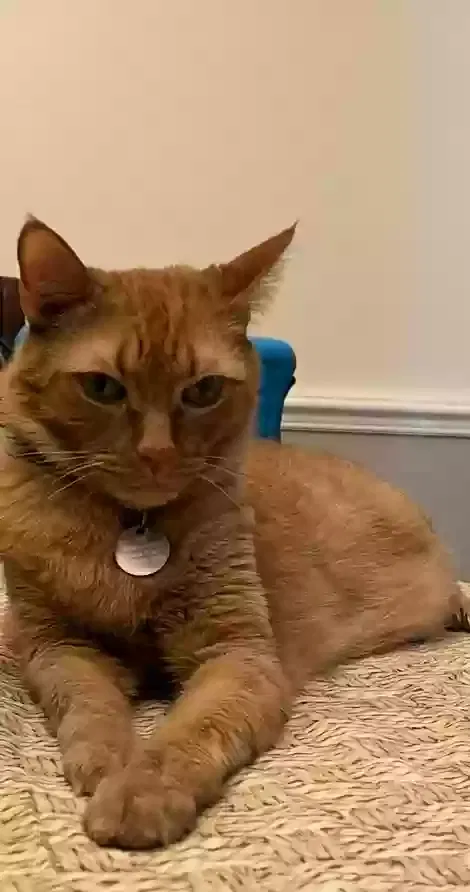 Lost cat in Hudson, FL, 34667