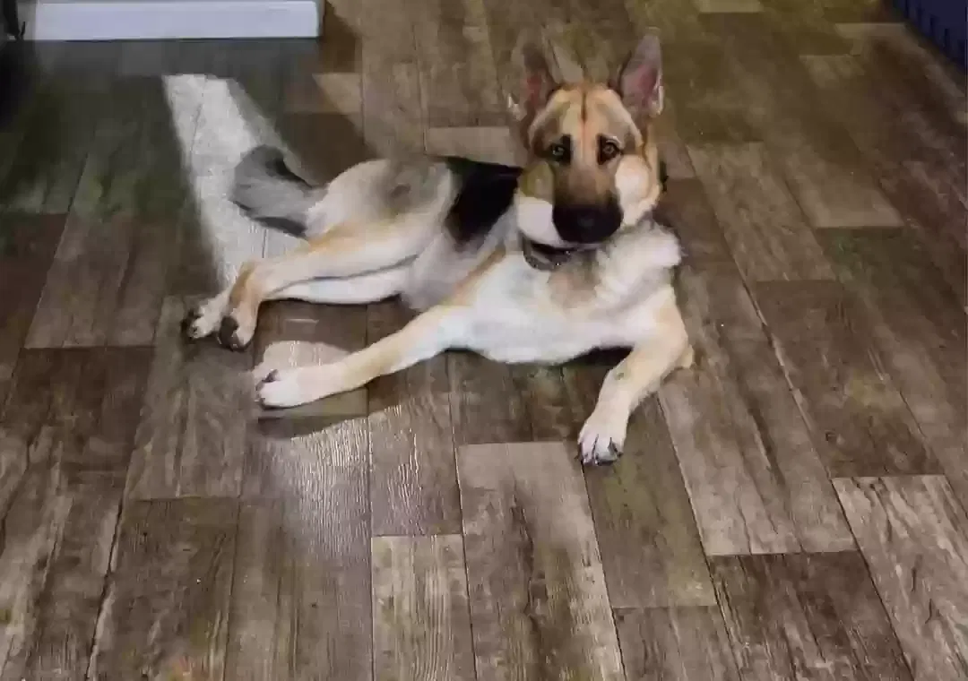 Lost dog in Hohenwald, TN, 38462