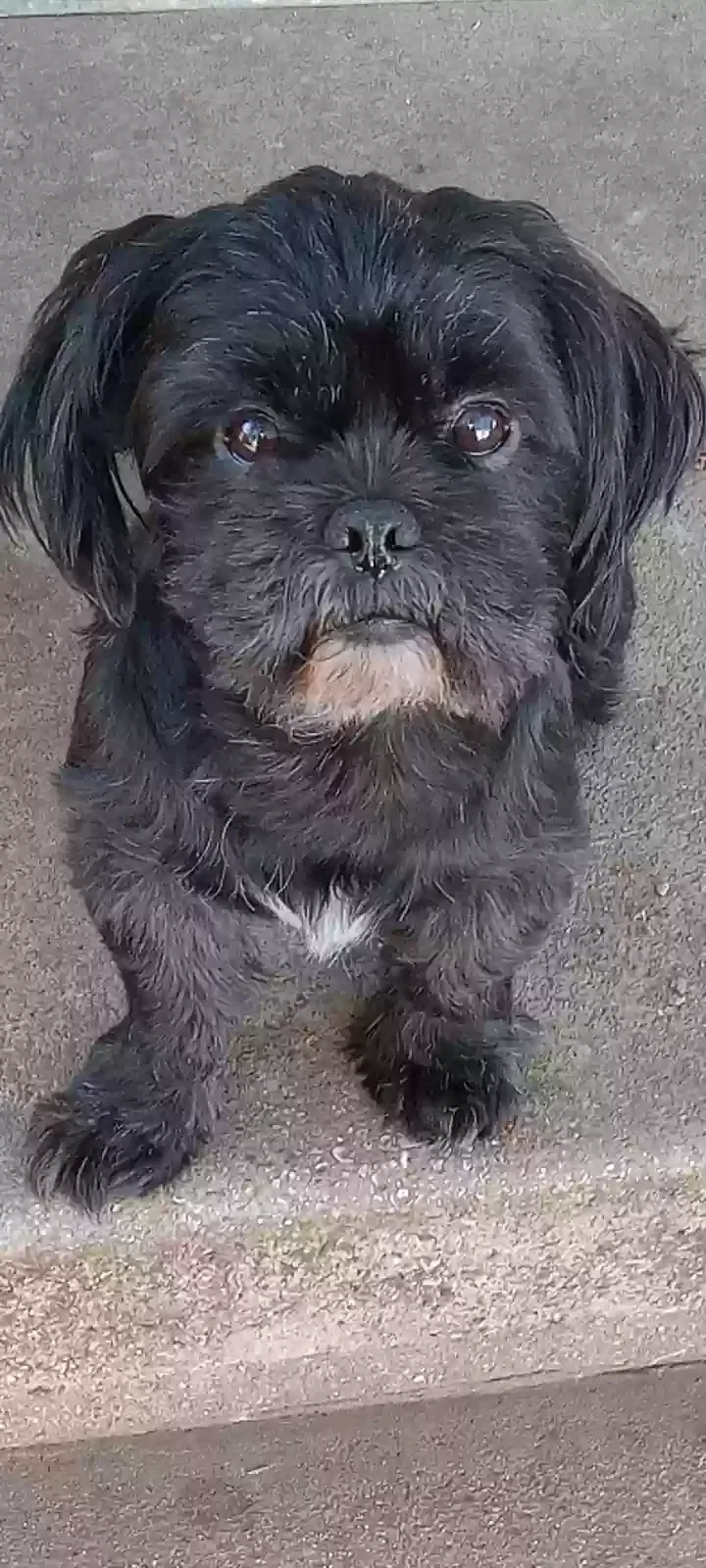 Lost dog in Weatherford, TX, 76087