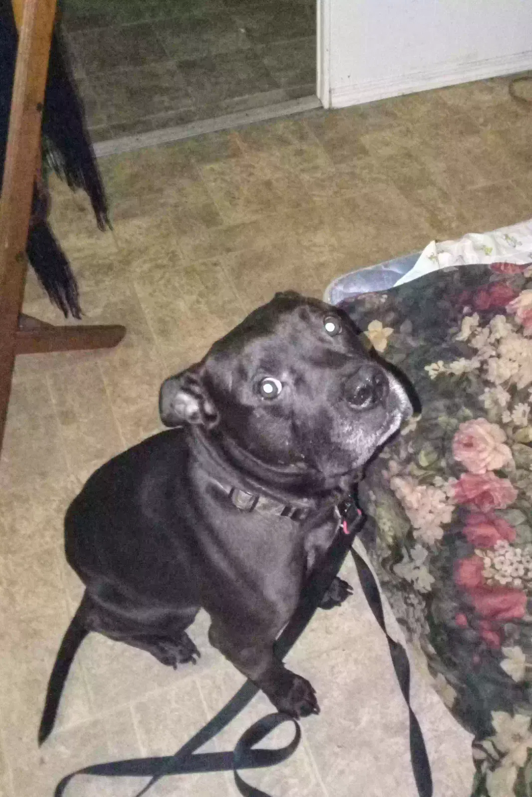 Lost dog in Dyer, TN, 38330