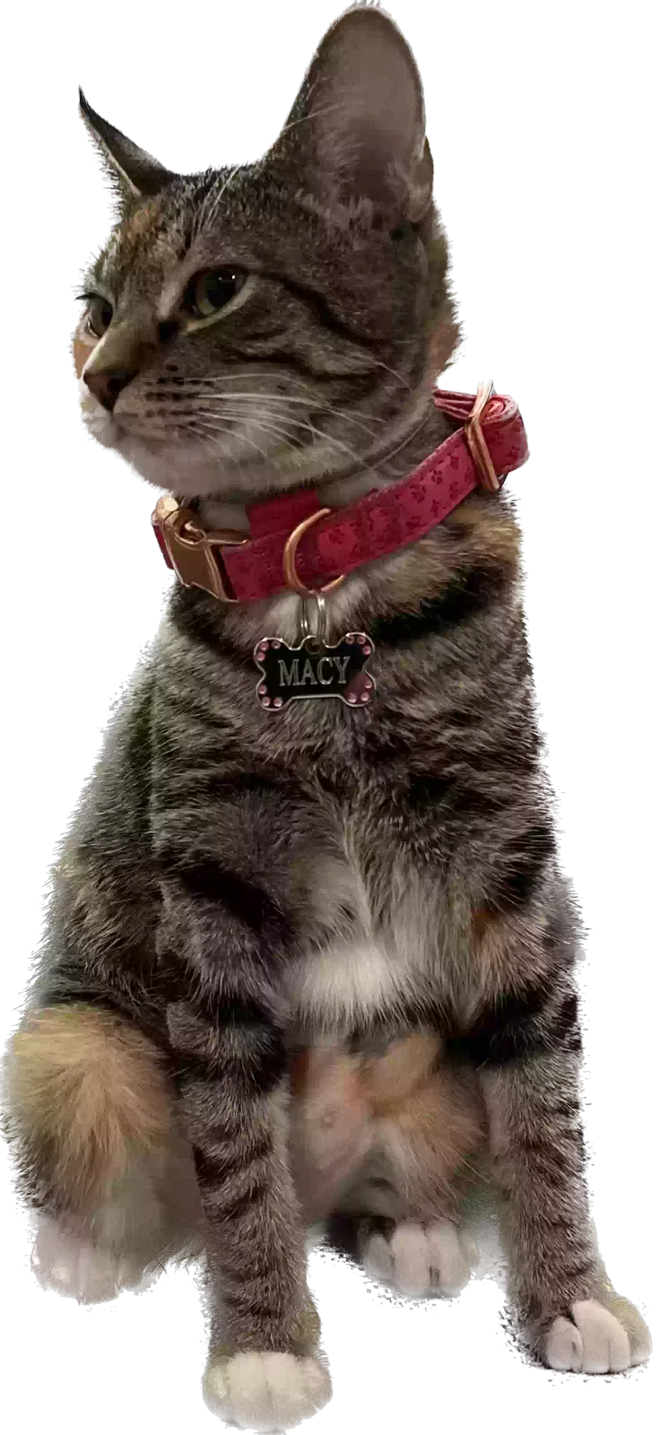 Lost cat in North Charleston, SC, 29418