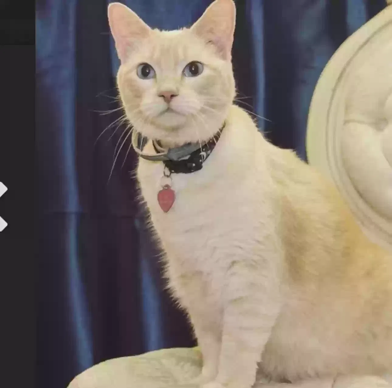 Lost cat in Fort Worth, TX, 76137