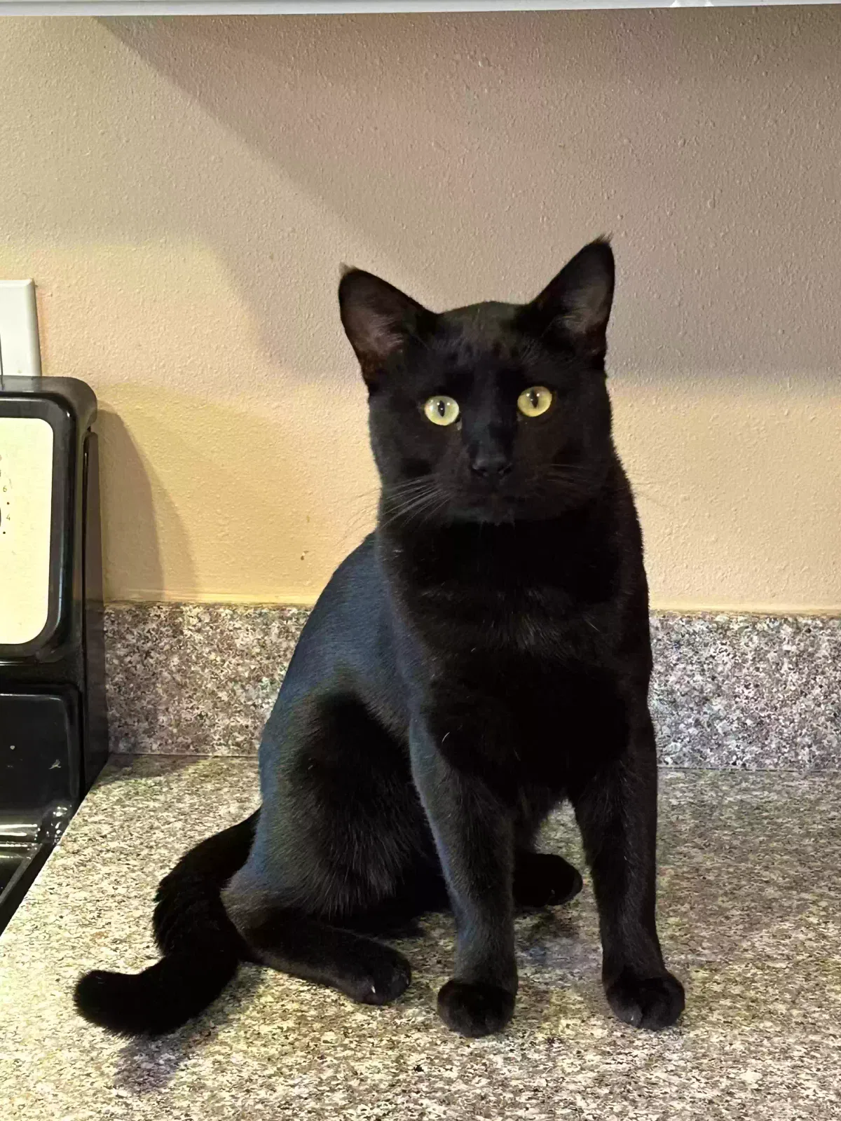 Lost cat in Beaverton, OR, 97006