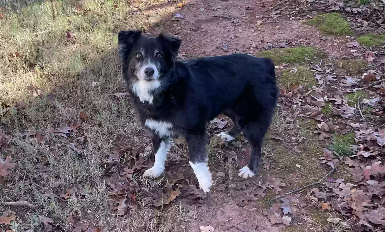 Found dog in Mcdonough, GA, 30253