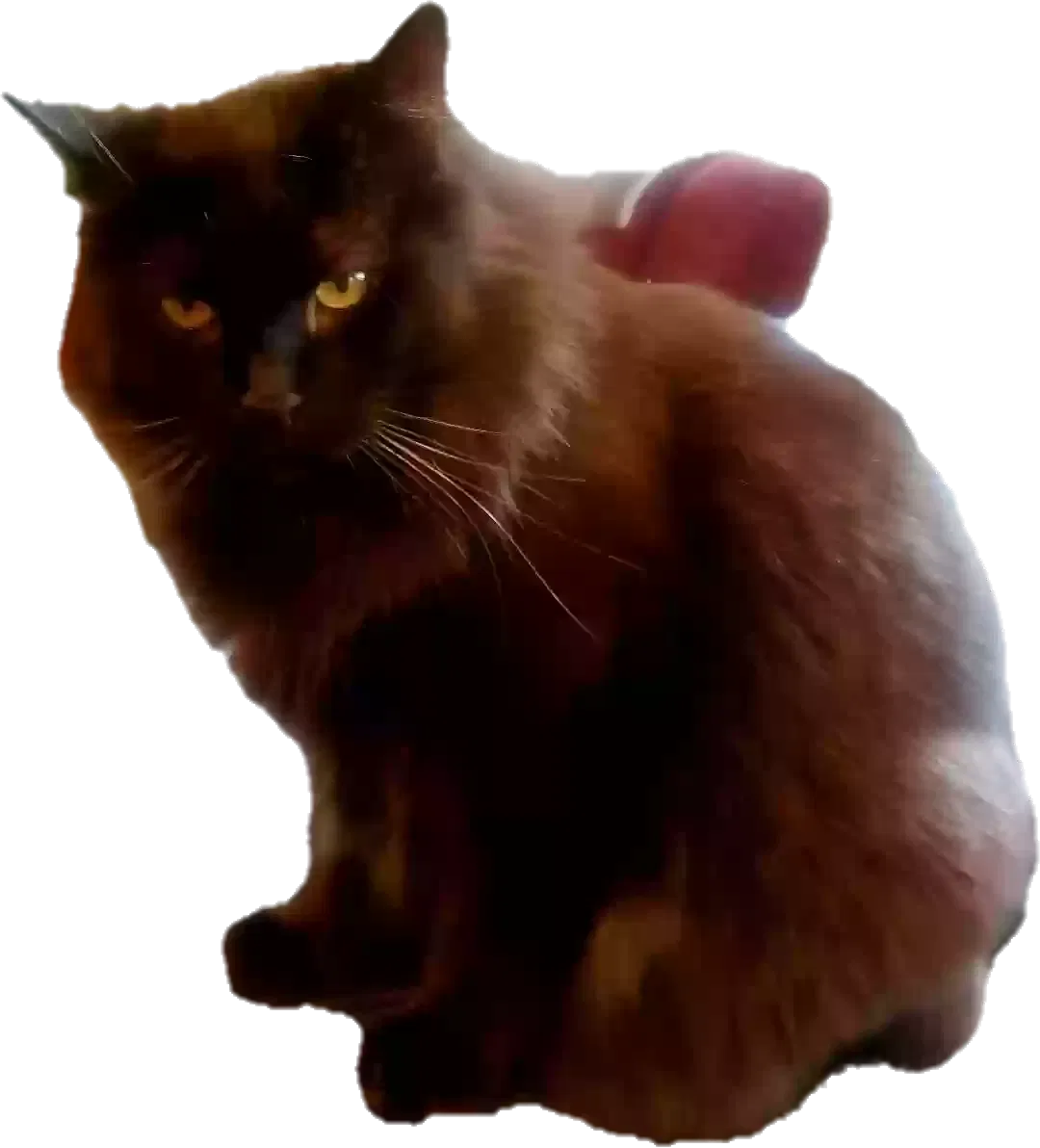 Lost cat in Union City, CA, 94587