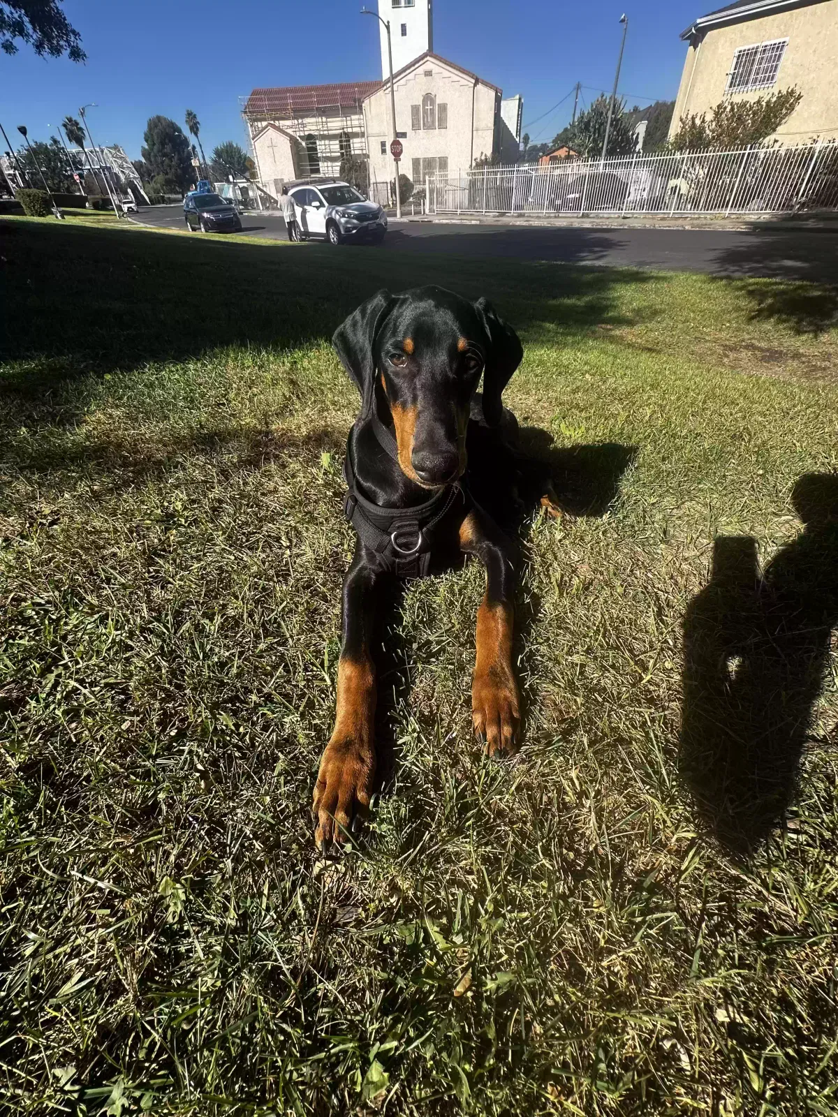 Lost dog in Los Angeles, CA, 90011