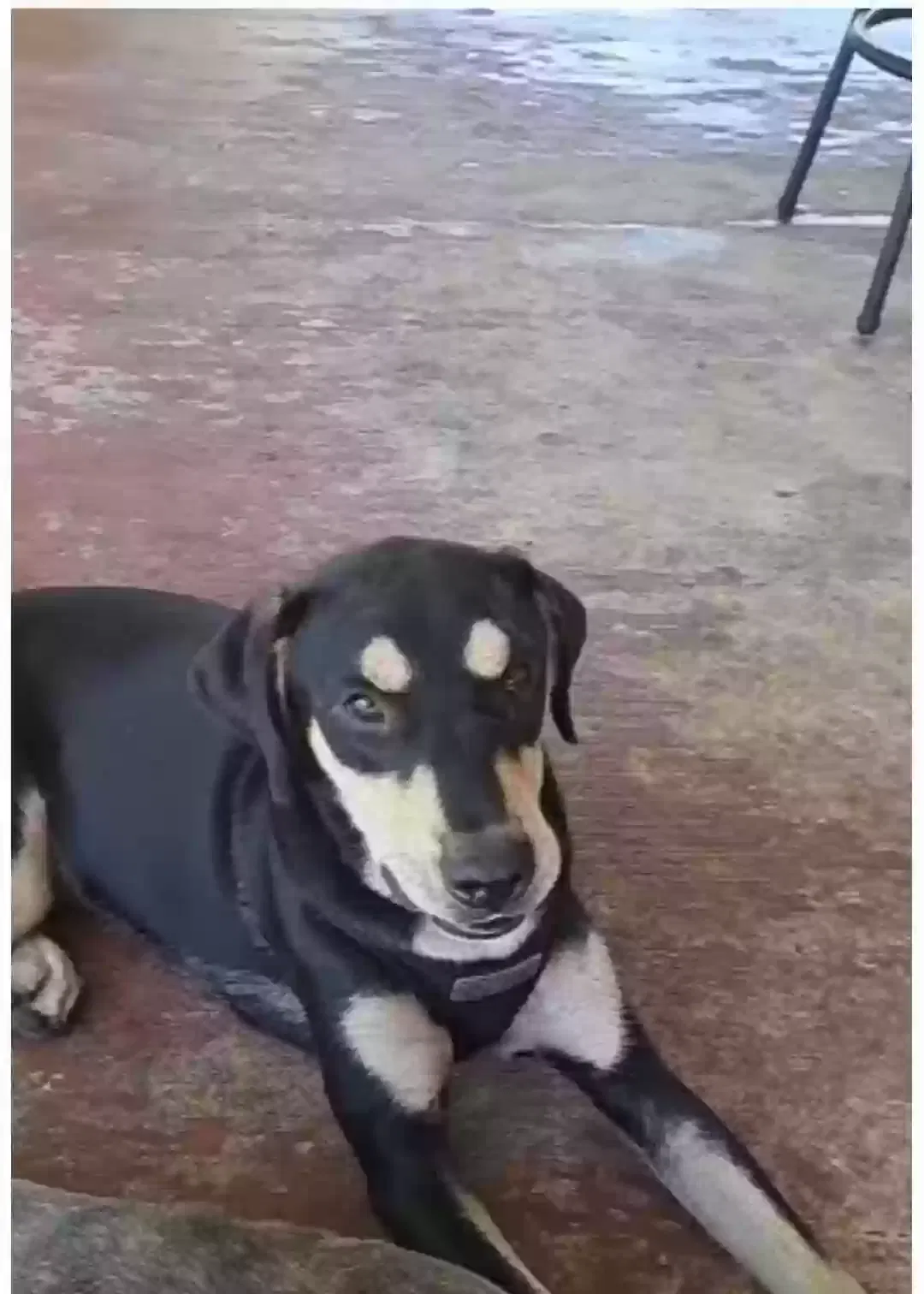 Lost dog in Hialeah, FL, 33013