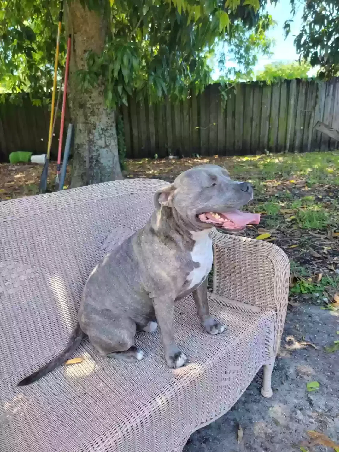 Lost dog in Hialeah, FL, 33013