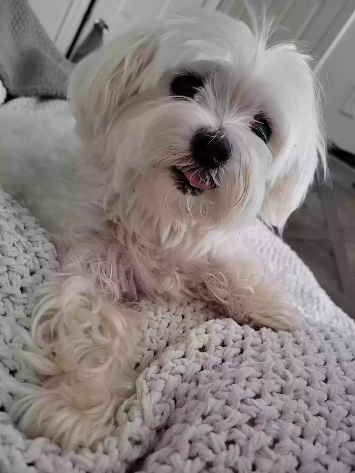 Lost dog in Norfolk, VA, 23505