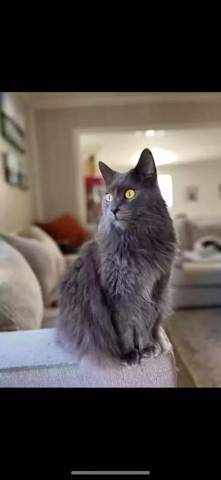Lost cat in Oak Ridge, TN, 37830