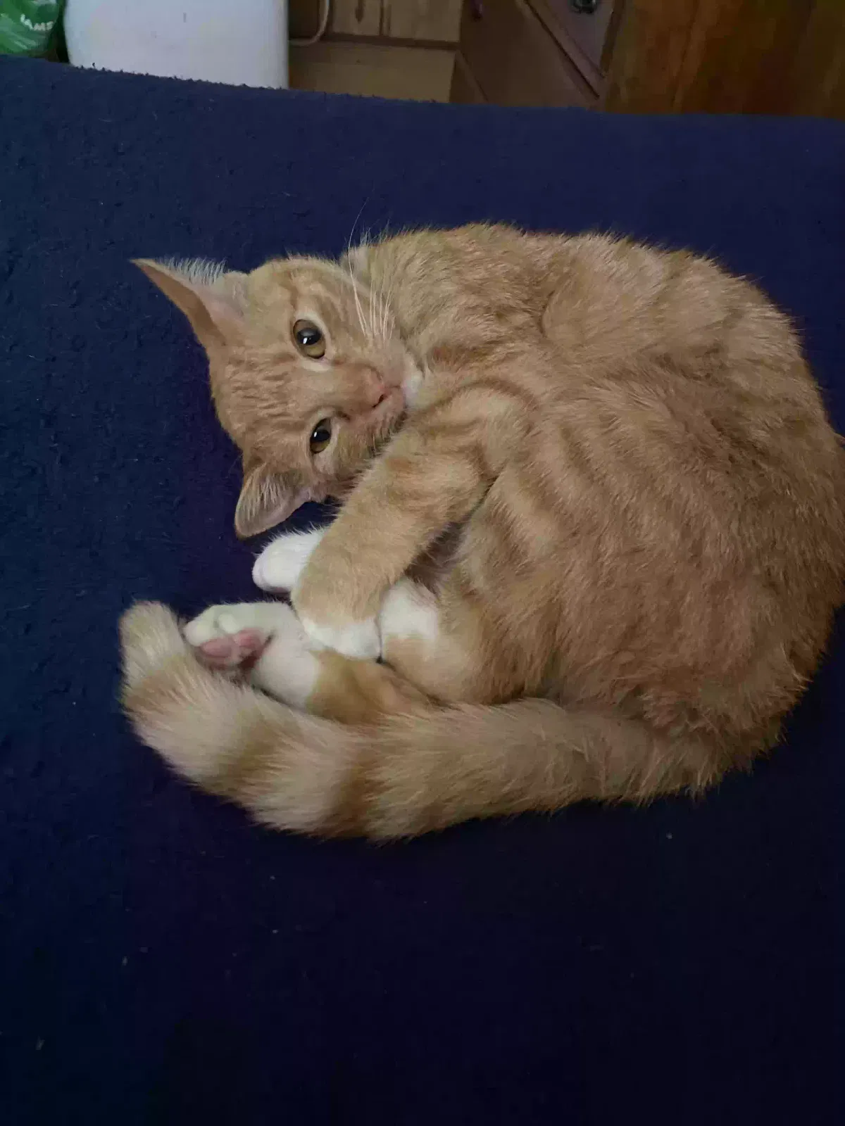 Lost cat in Shreveport, LA, 71129