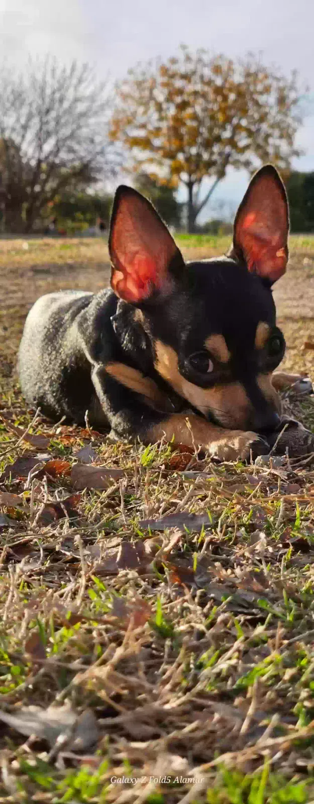 Lost dog in Peoria, AZ, 85345